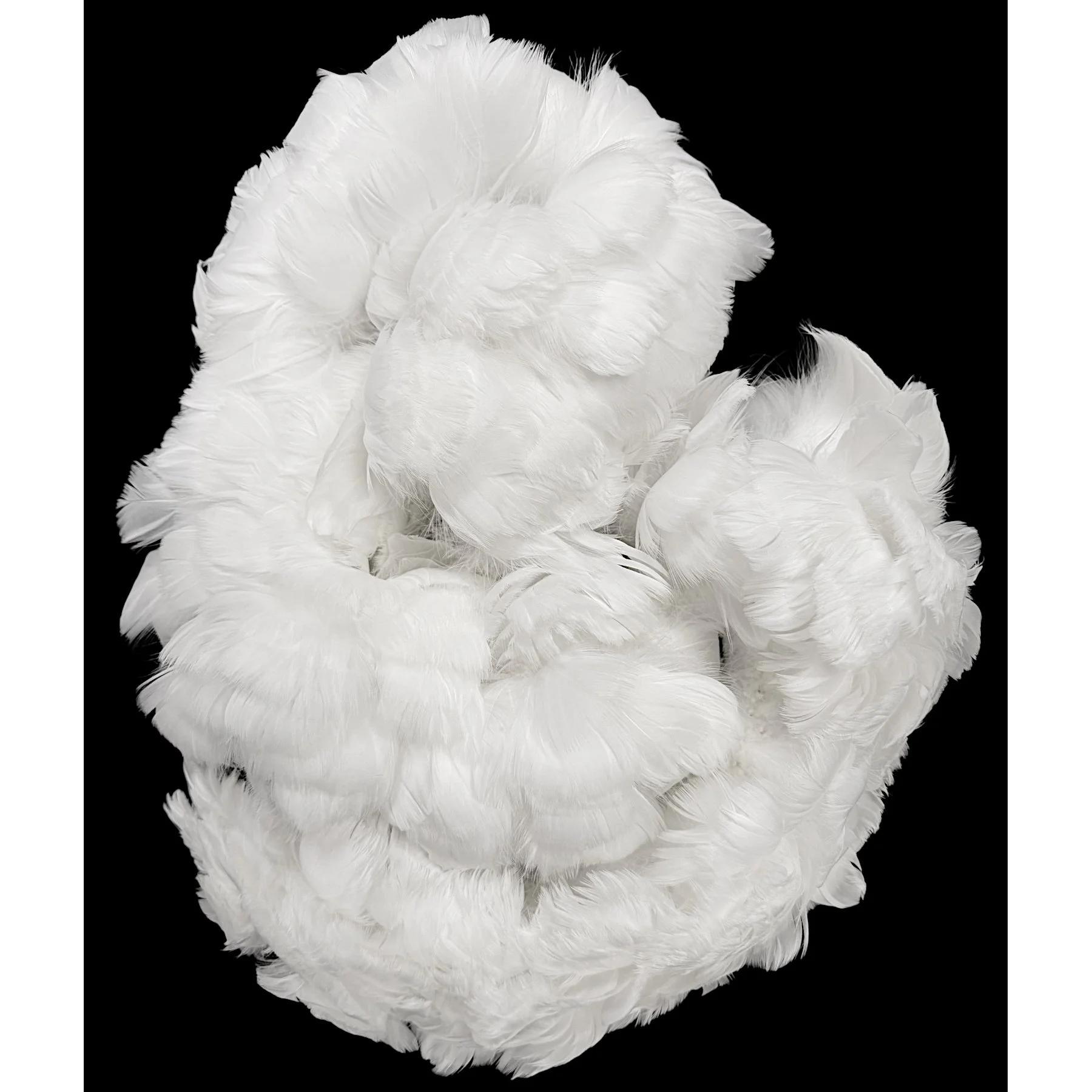 Goose Coquille Feathers 2.5-4" Dyed White