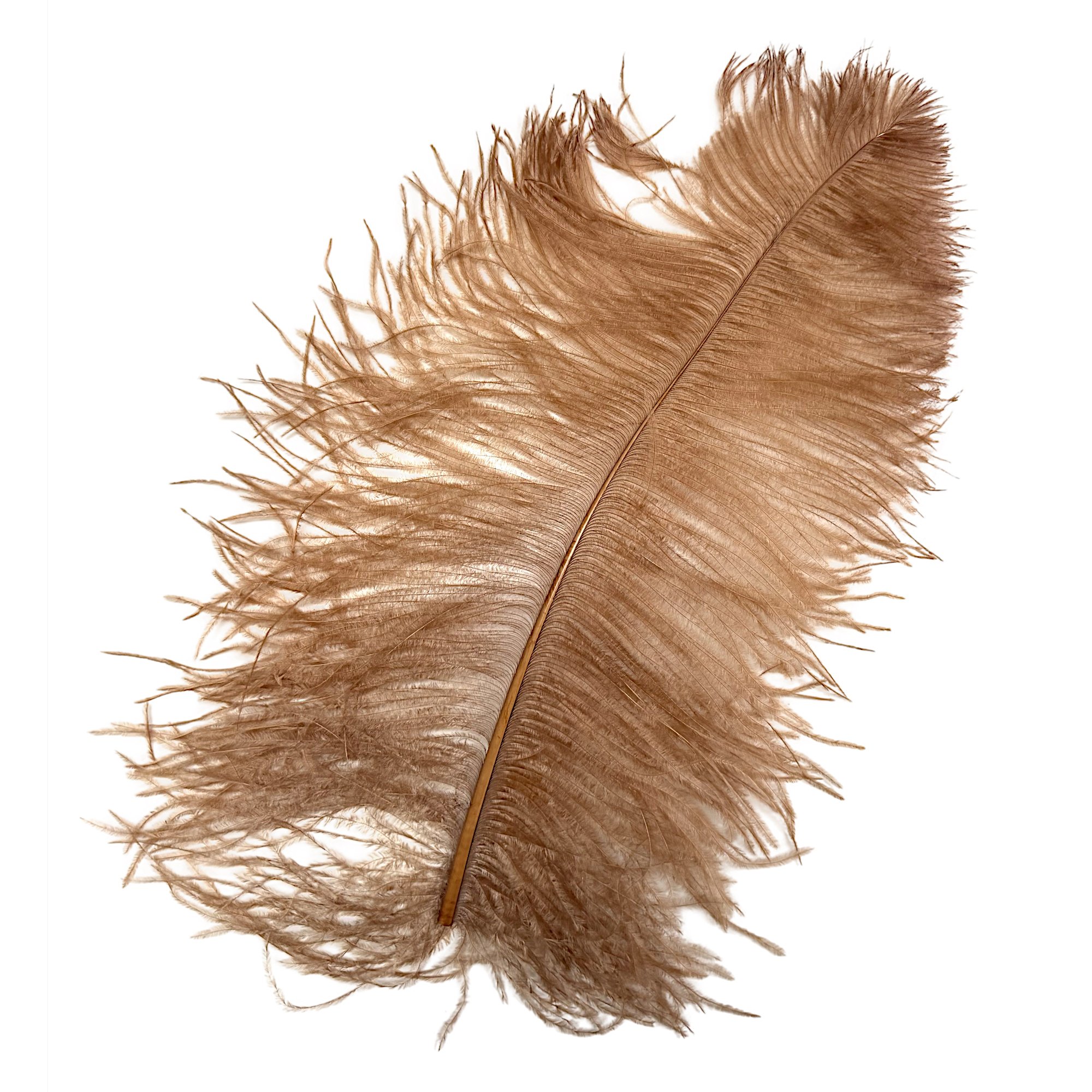 #2 Grade 18-24" Ostrich Wing Plume Feathers - Light Brown