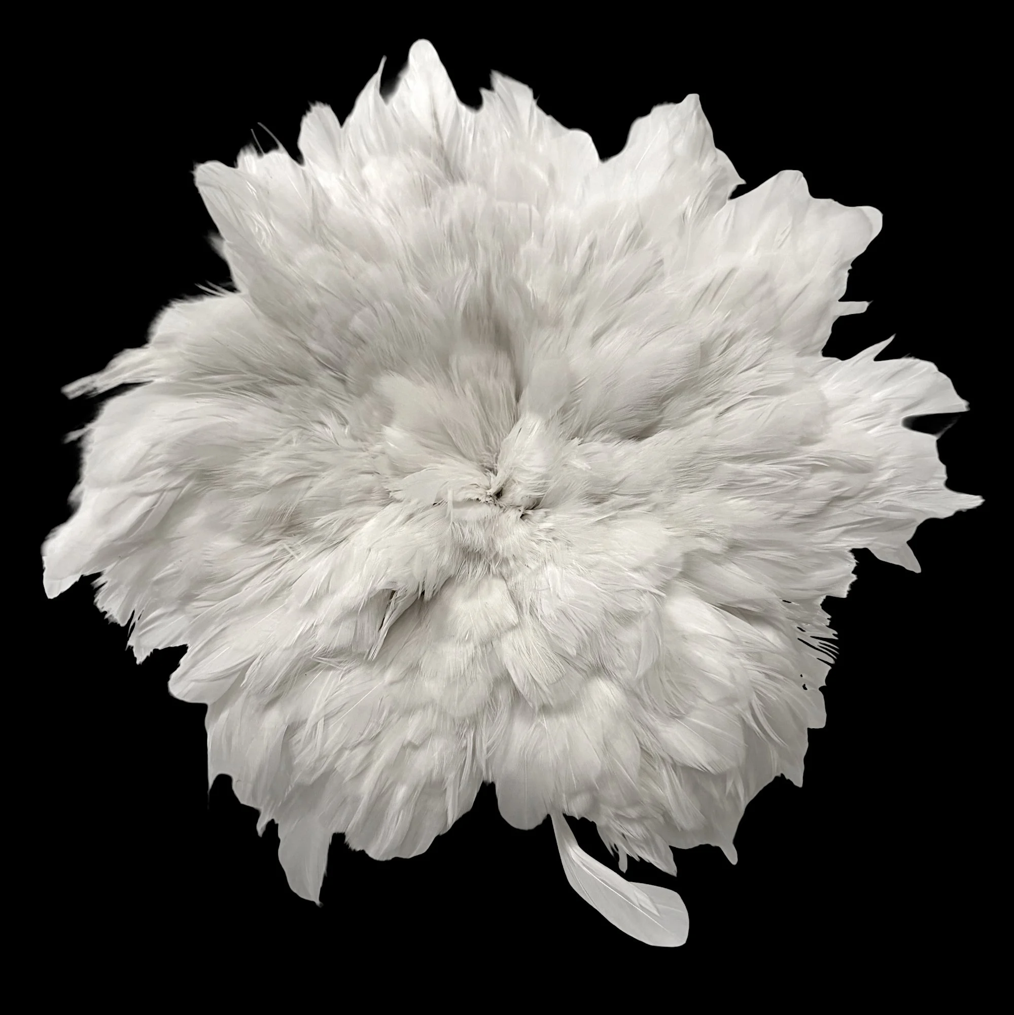 SWS4whitea.jpg