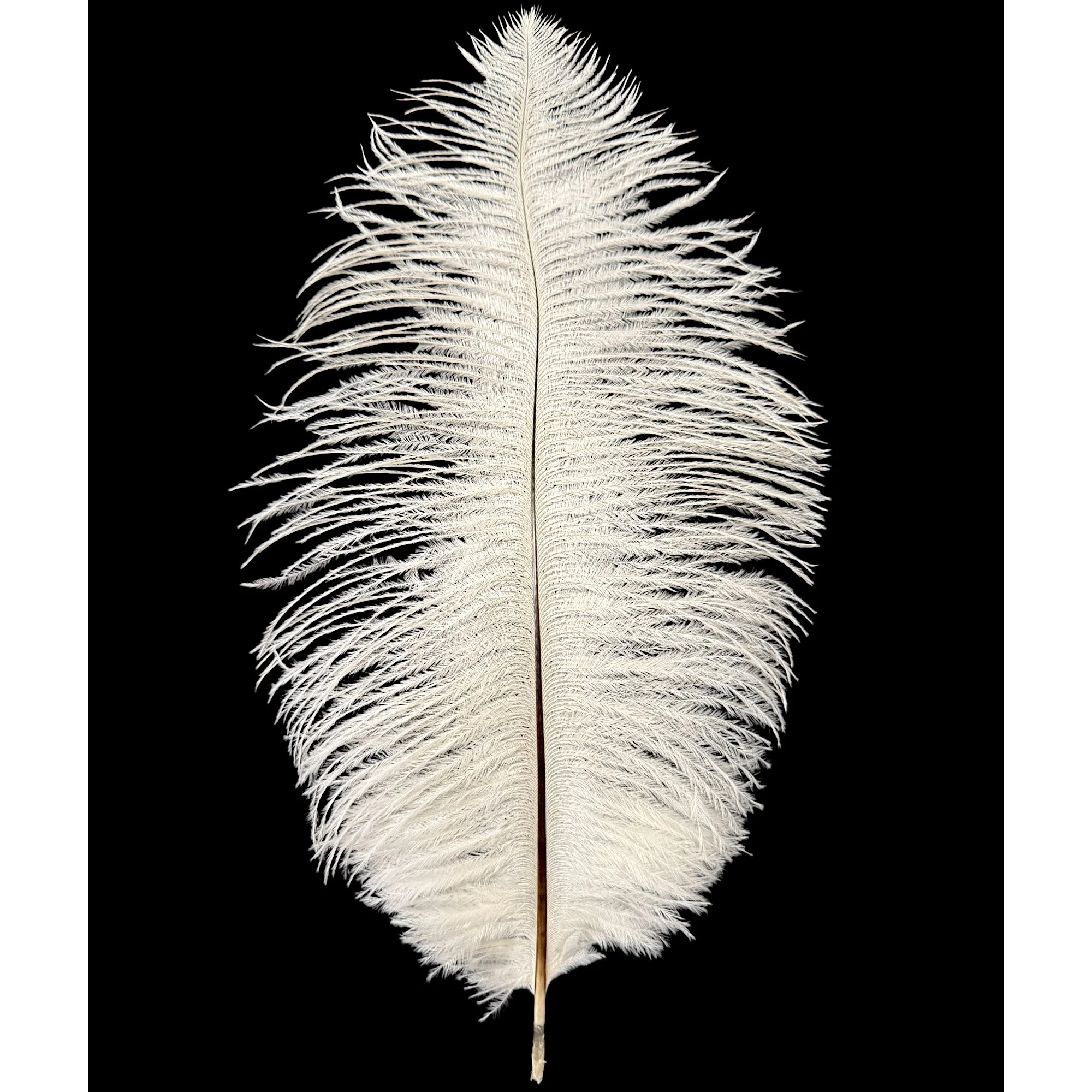 13-16" Ostrich Drabs Dyed White
