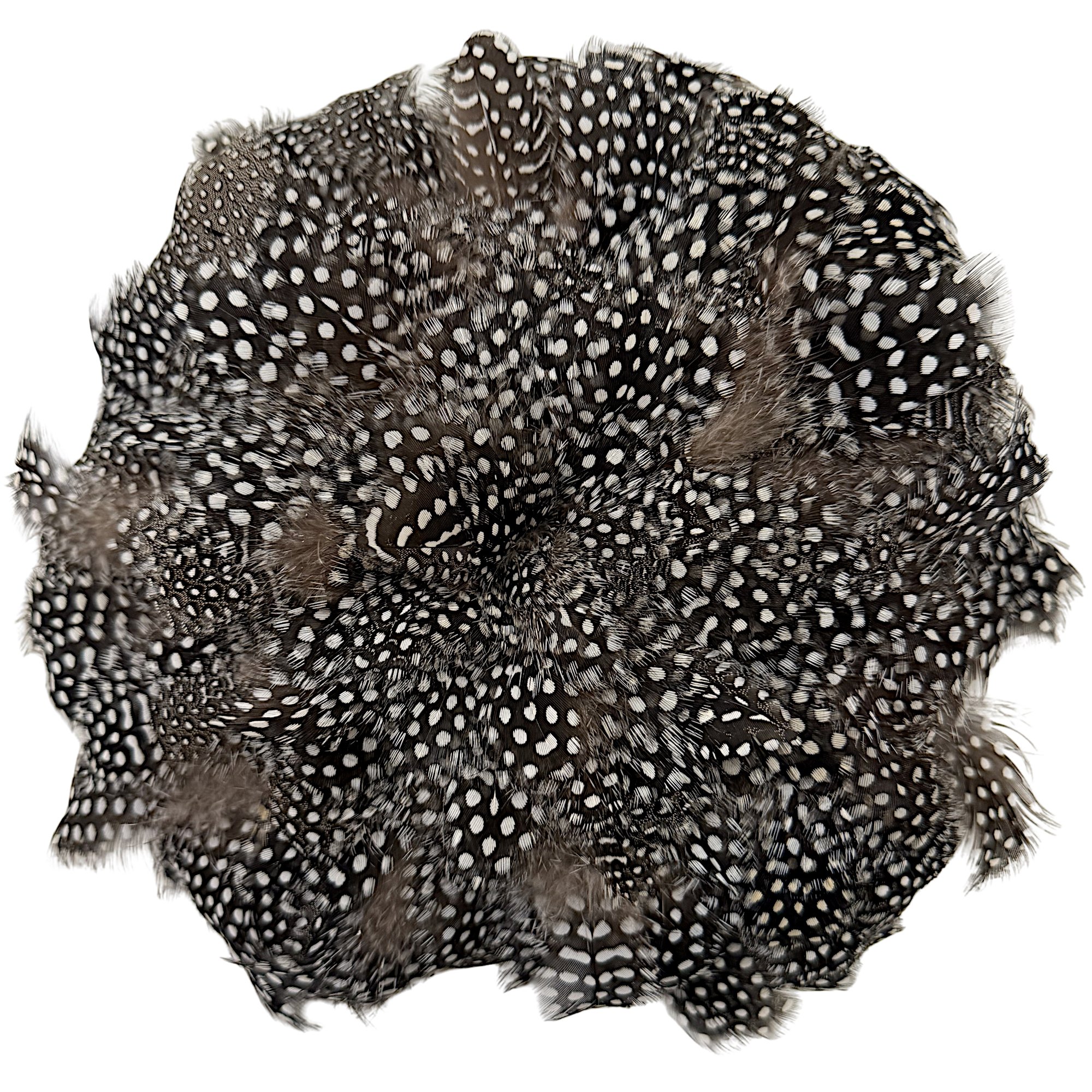 Guinea Fowl Plumage 3-6" Natural Color with Large Eyes