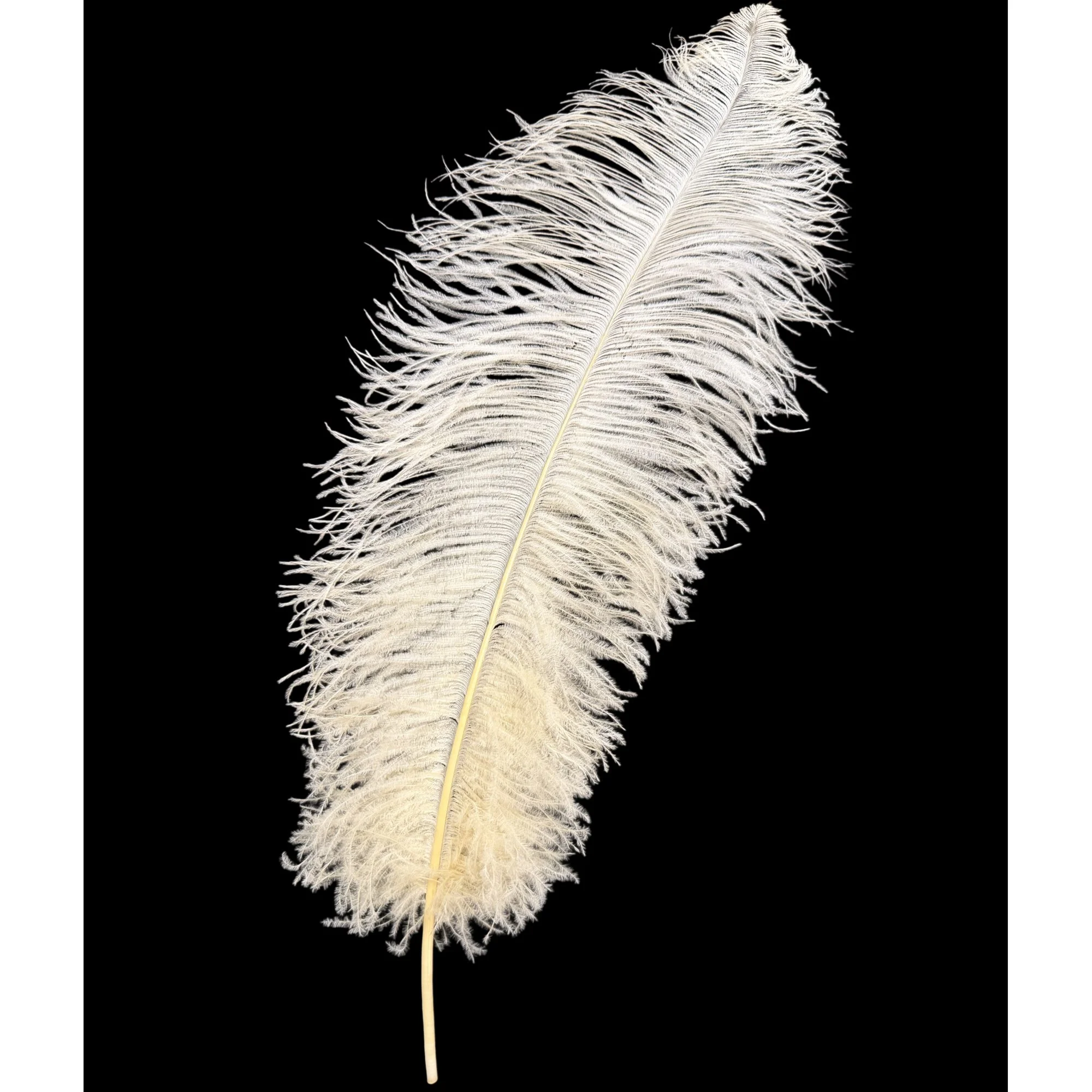 #1 Grade 25-29" Ostrich Wing Plume Feathers - Dyed Cream