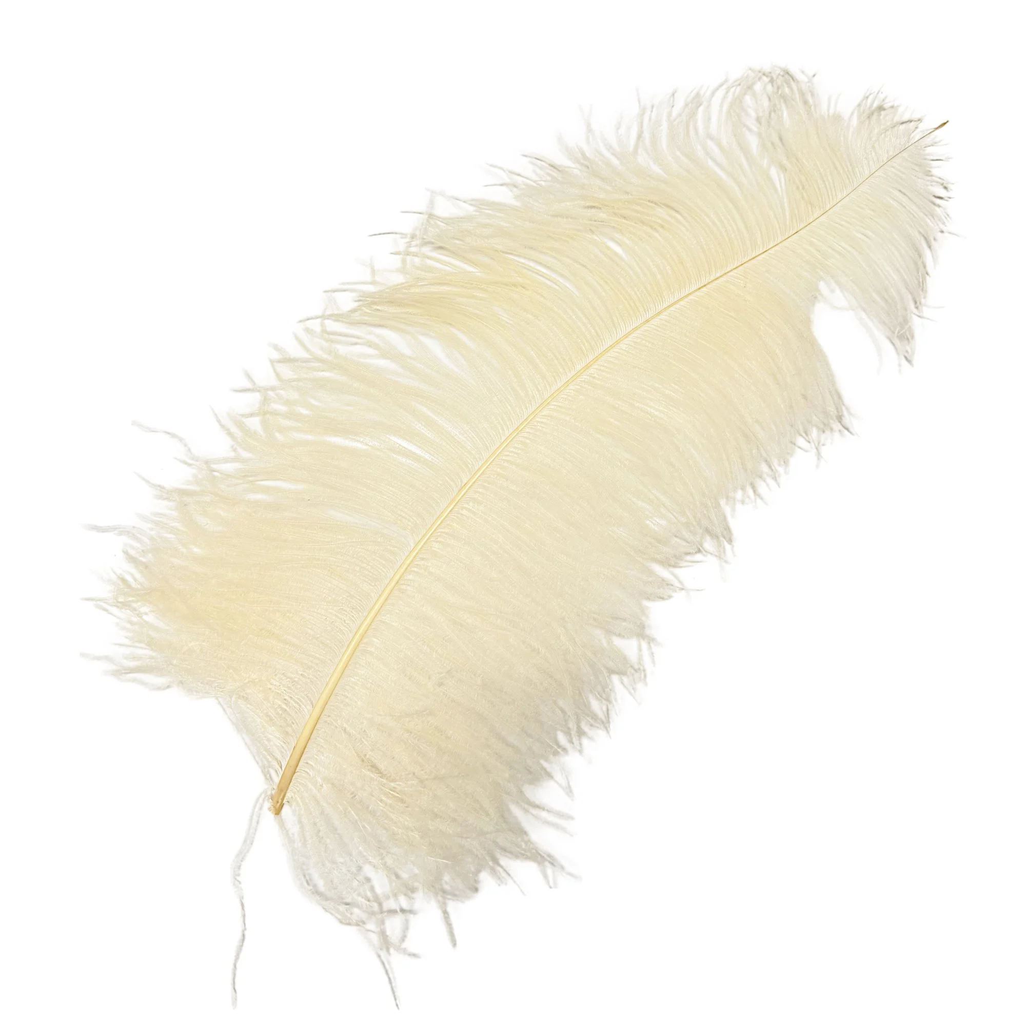 #2 Grade 18-24" Ostrich Wing Plume Feathers - Cream