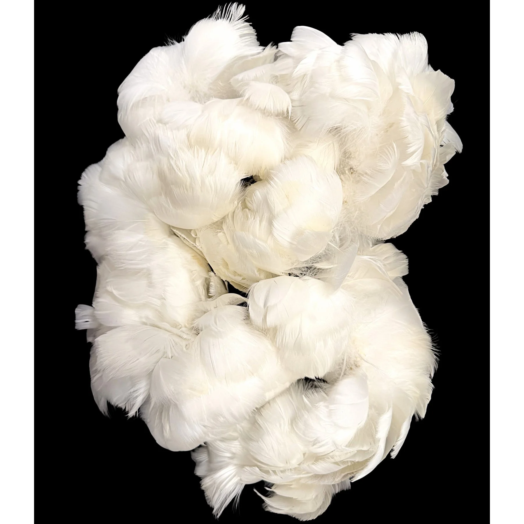 Goose Coquille Feathers 2.5-4" Natural White