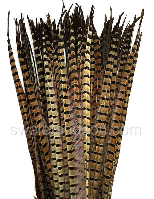 20-24" Natural Ringneck Pheasant Tail Feathers