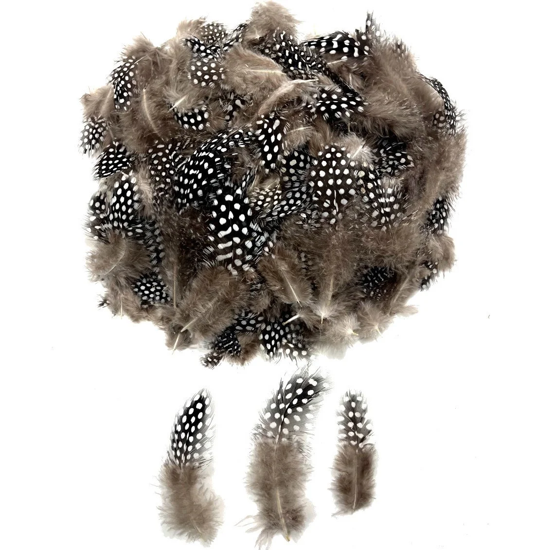 Large Eyed Guinea Fowl Plumage, Loose