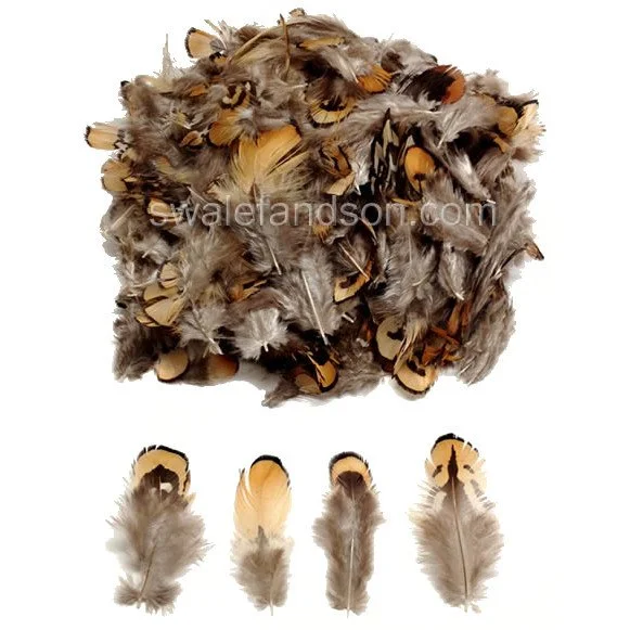 Reeves Pheasant Gold Body Plumage