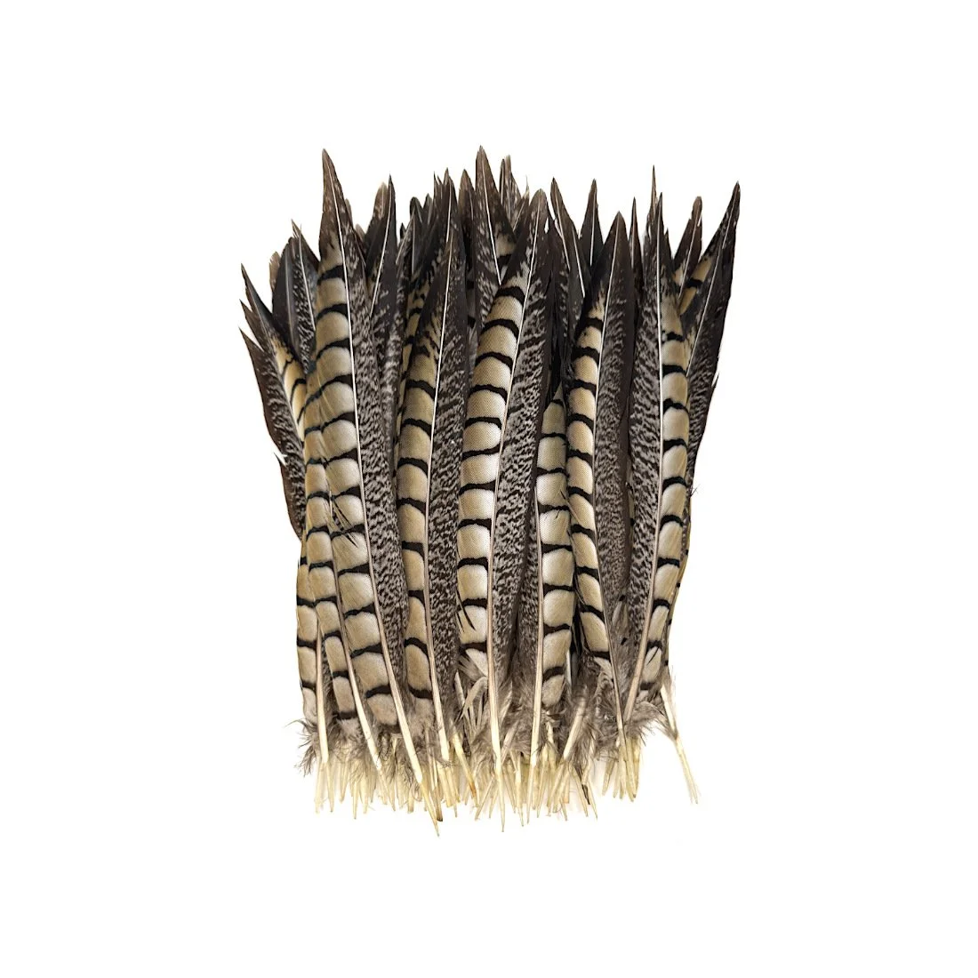 10-12" Lady Amherst Pheasant Tail Feathers