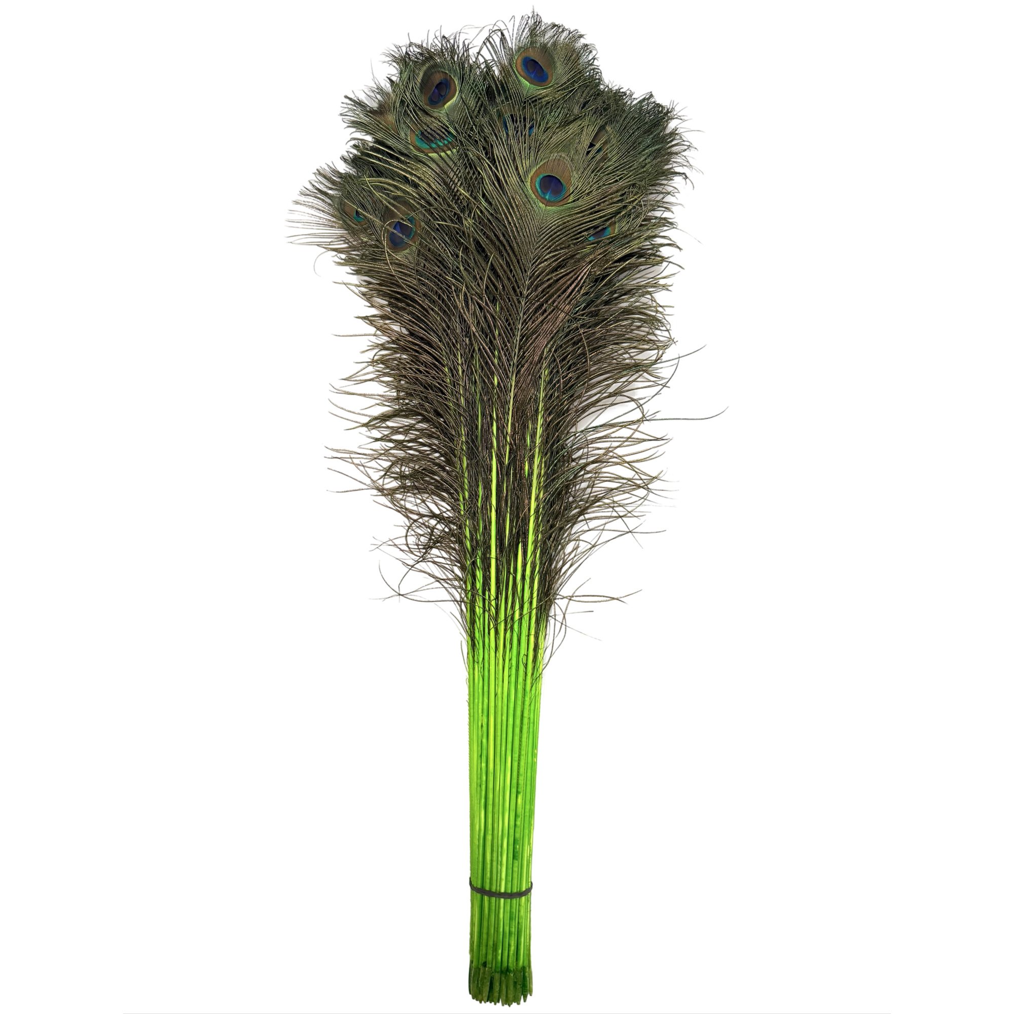 PC30limea.jpg