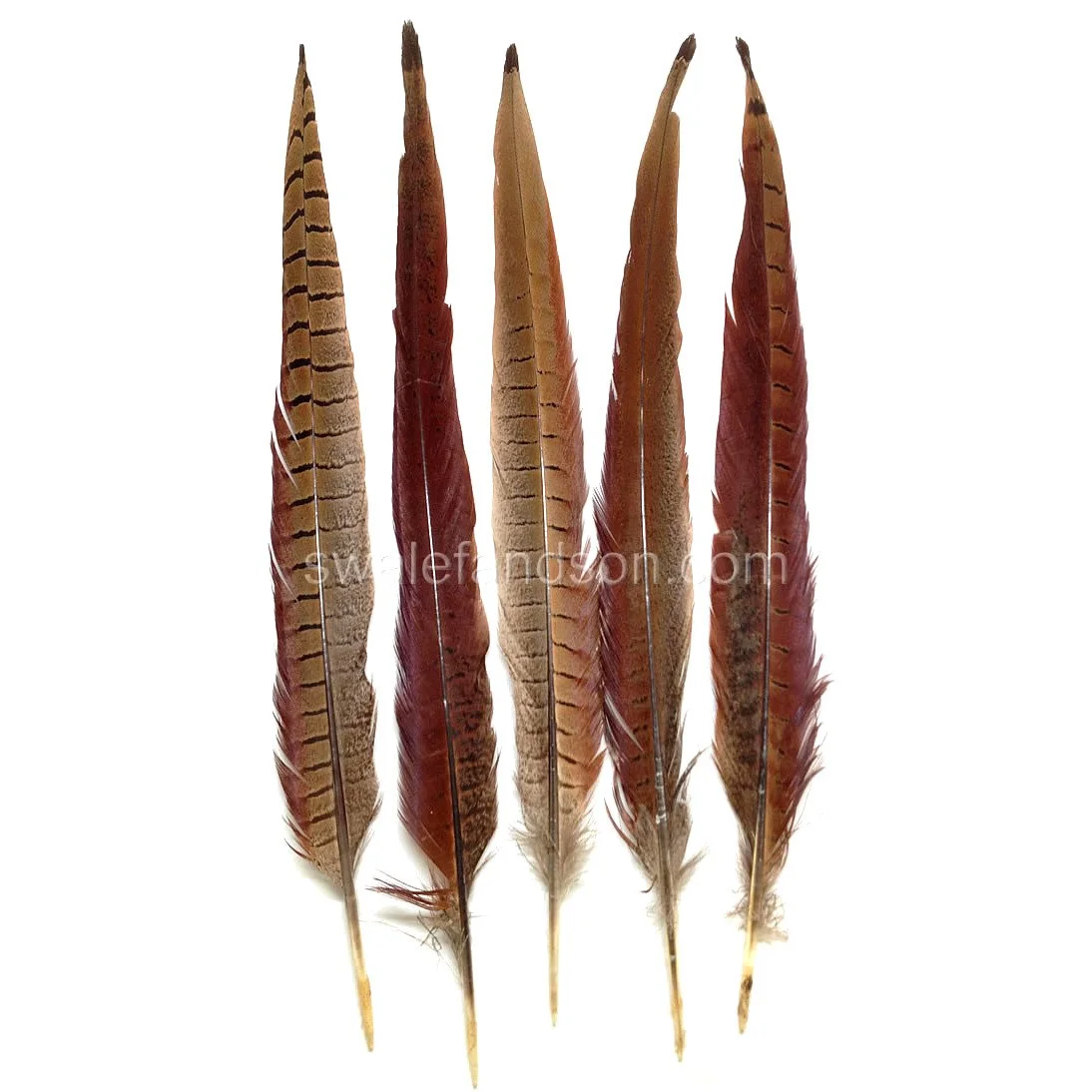 European Ringneck Pheasant Tail Feathers 14-16"
