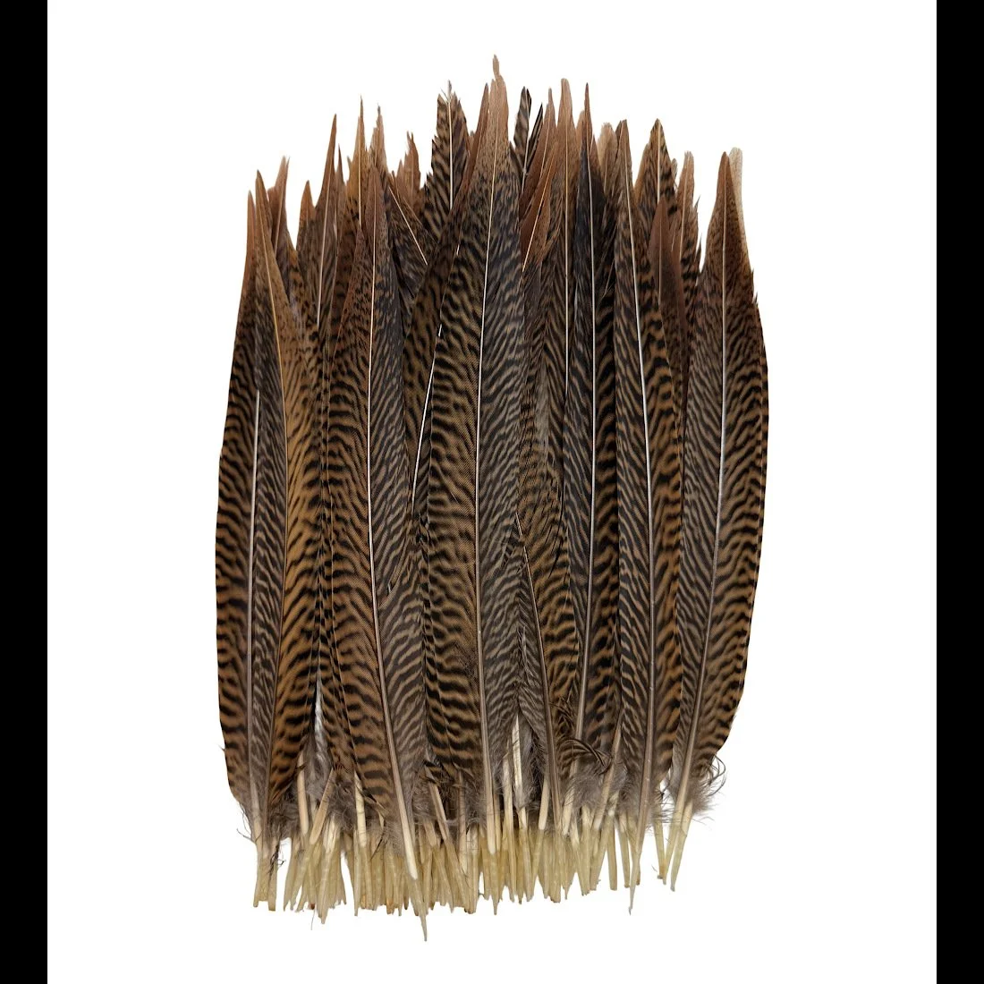 Golden Pheasant Tail Feathers 10-12"