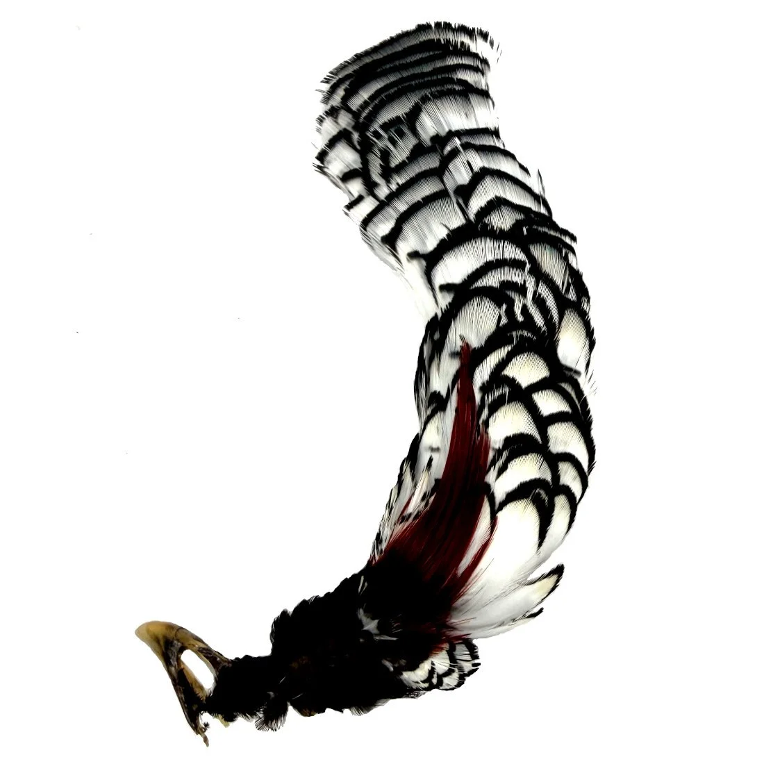 Lady Amherst Pheasant Crowns #2 Grade - each