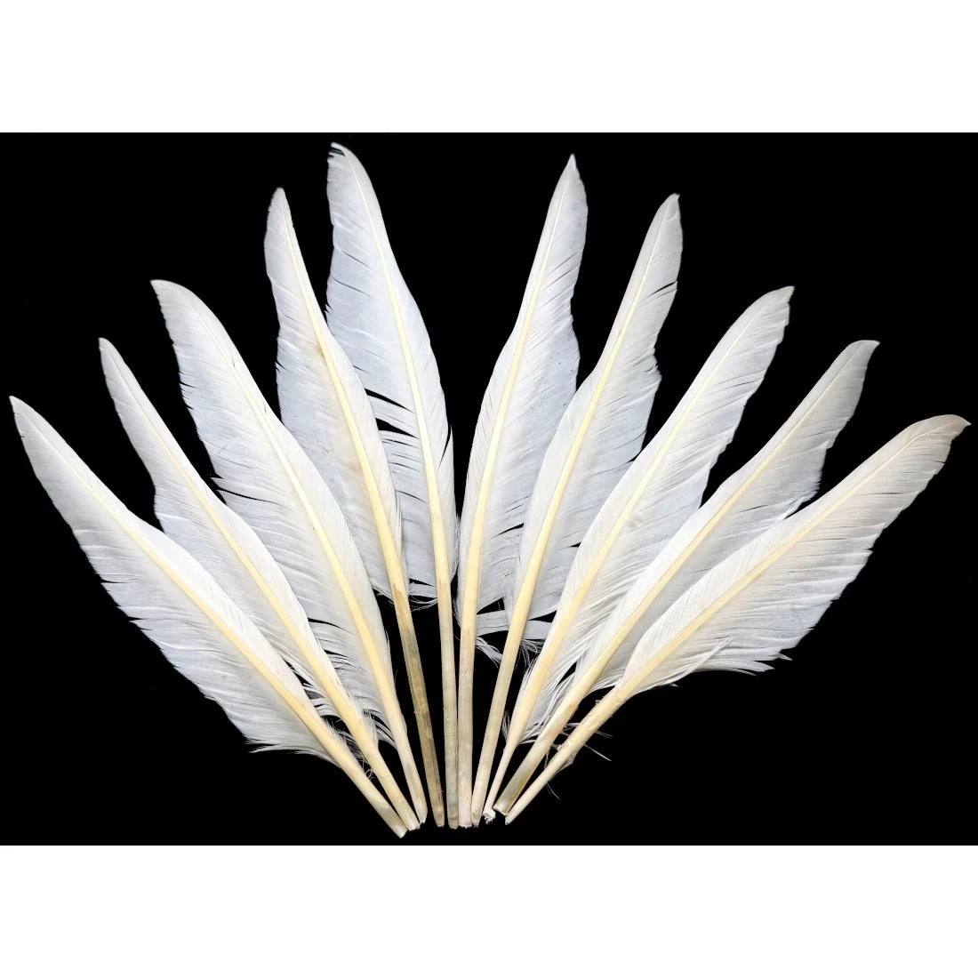 Natural White Goose Pointers 7-10"