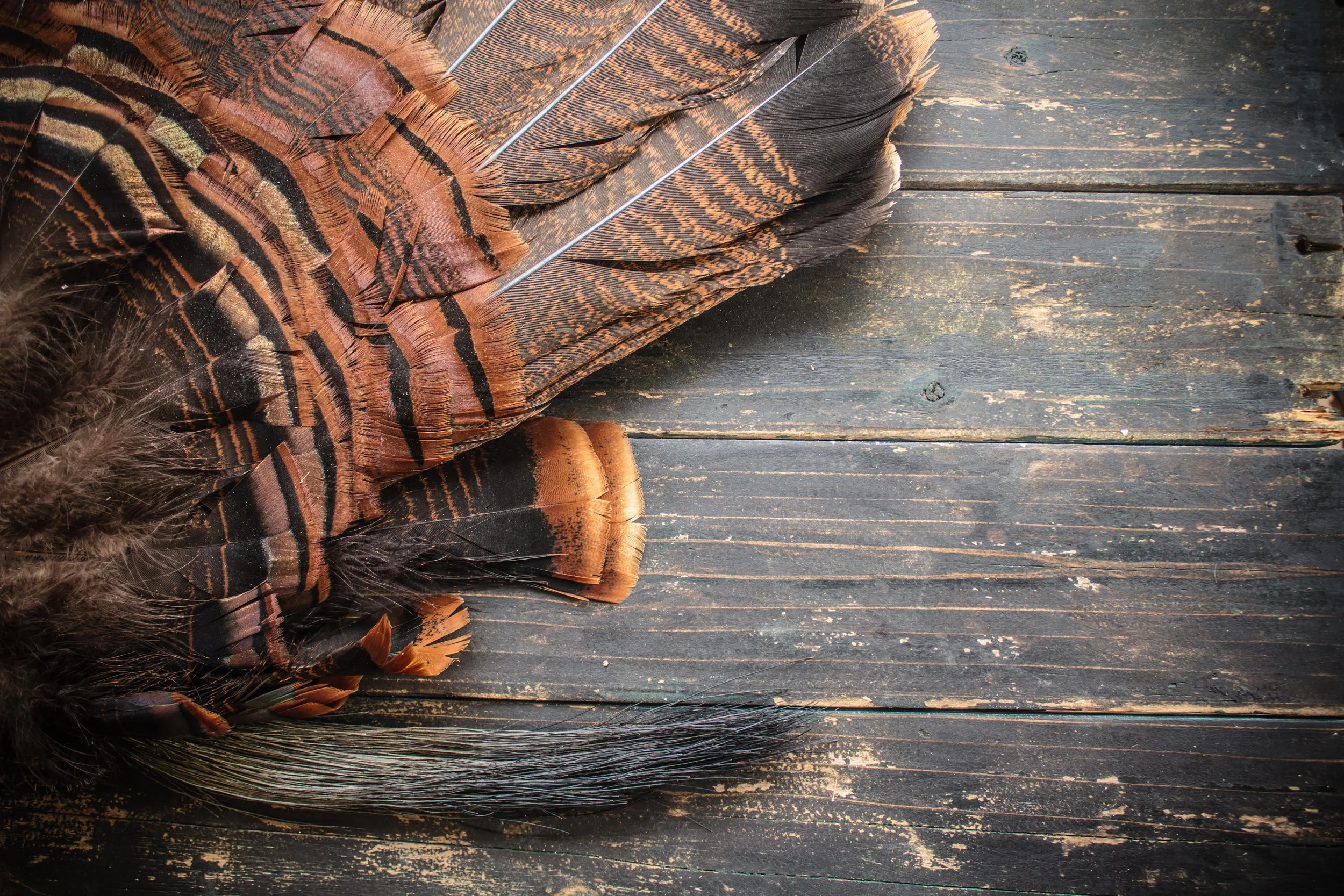 Bronze Turkey Tail Feathers, Bronze Turkey Skirts, and Bronze Turkey Flats.