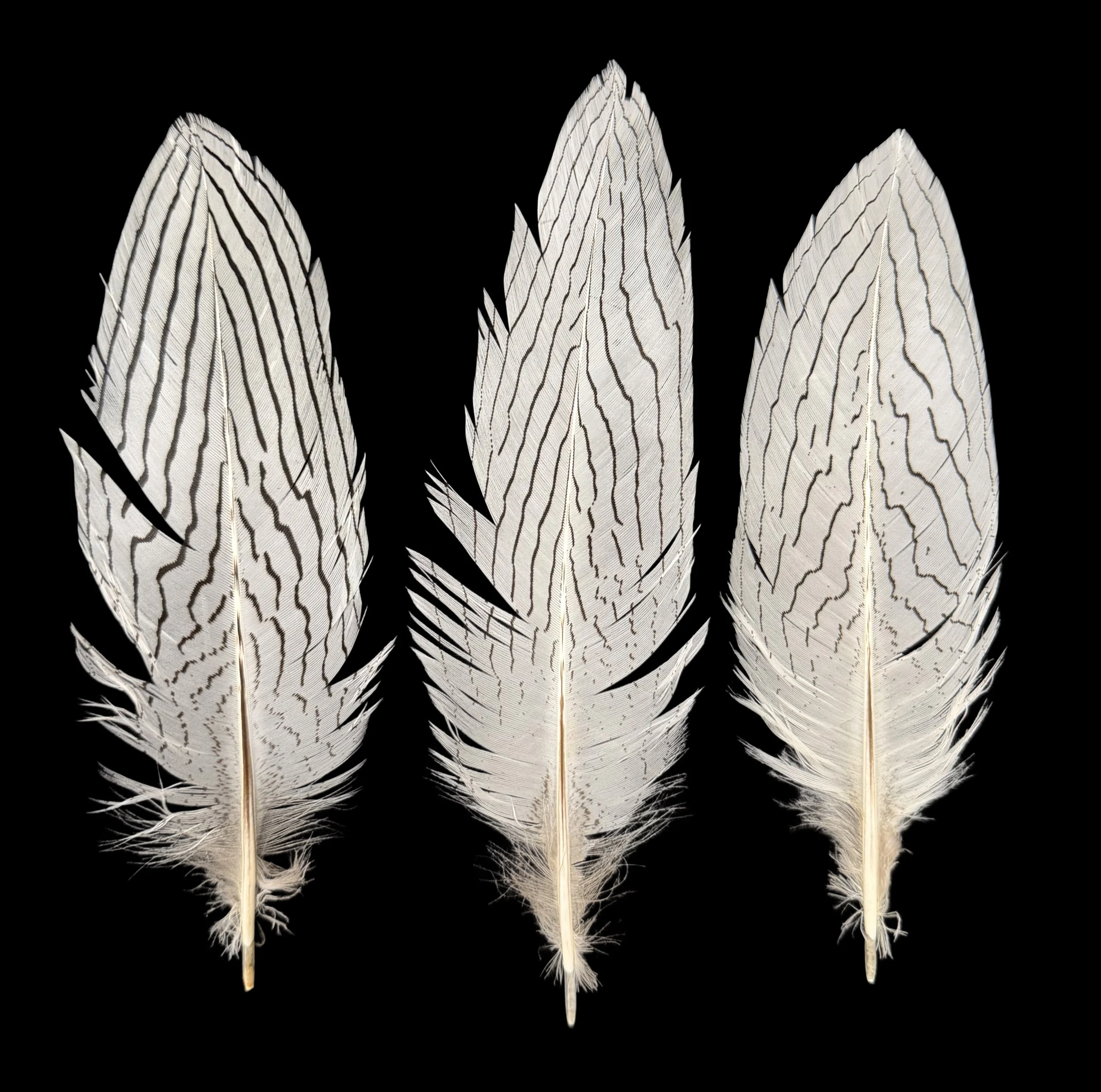 7-9" Silver Pheasant Tail Covert Feathers