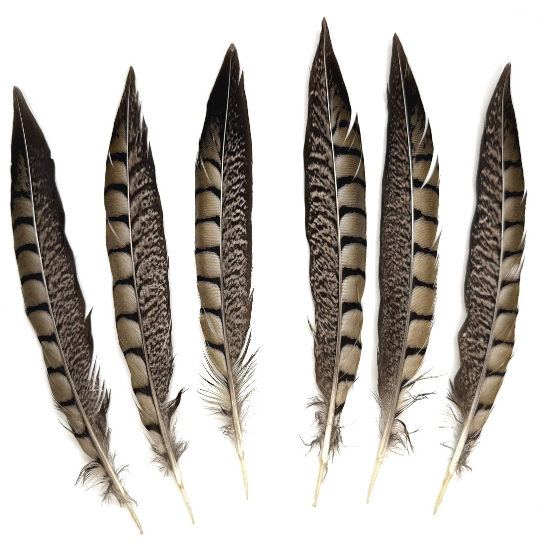 8-10" Lady Amherst Pheasant Tail Feathers