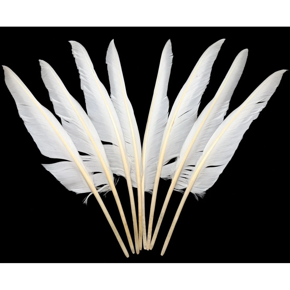 Natural White Goose Pointers 12-15"