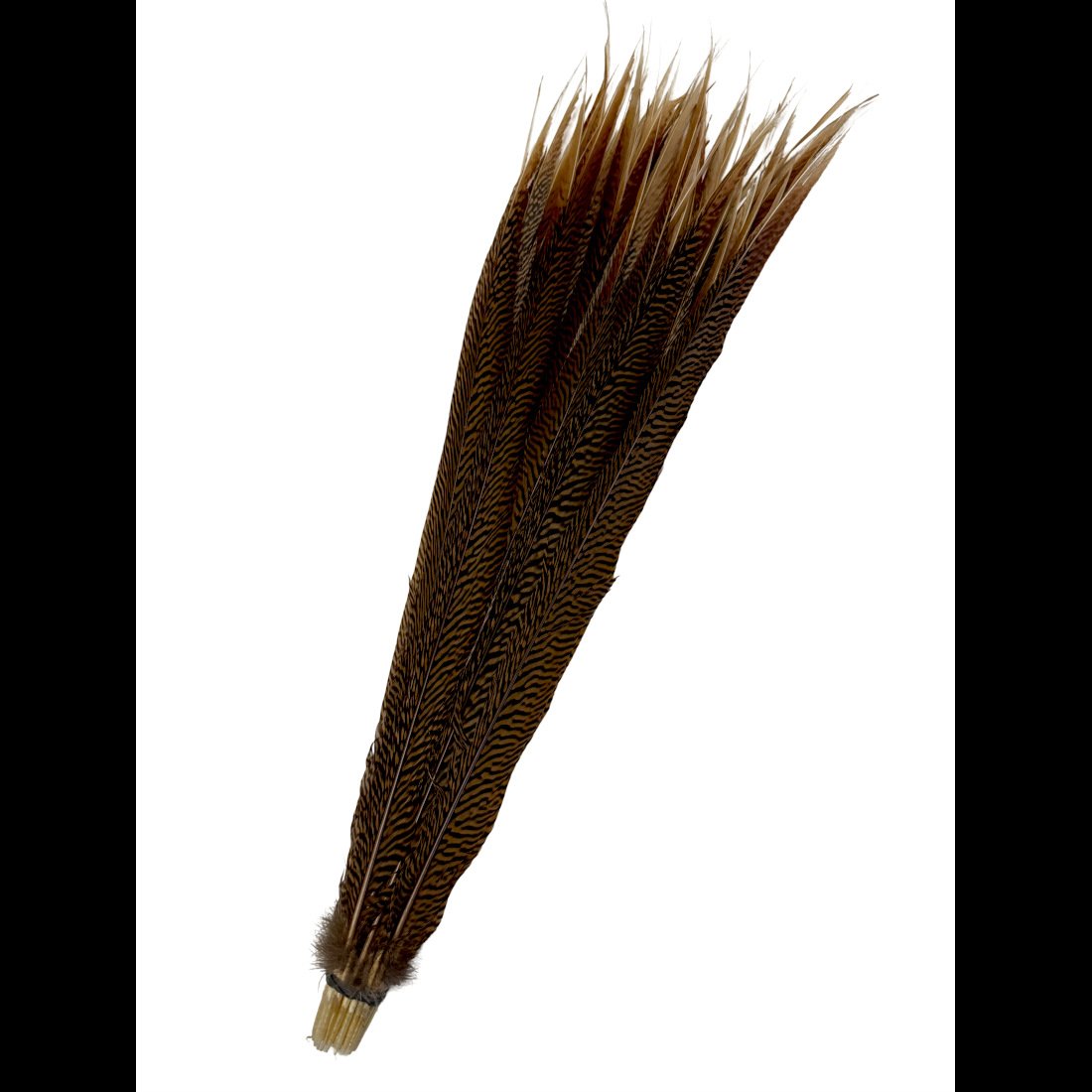 Golden Pheasant Tail Feathers 25-28"