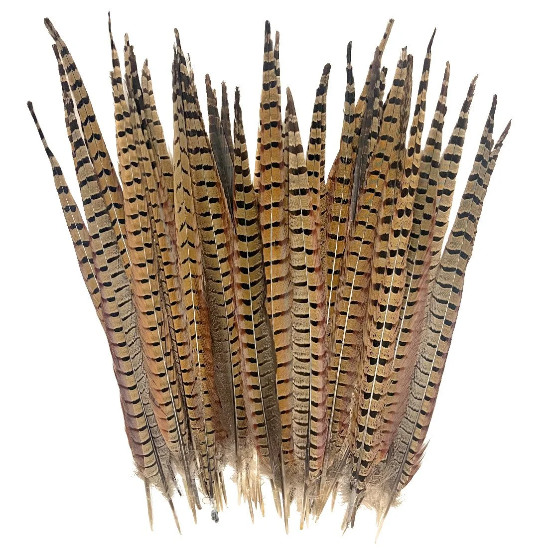 16-20" Natural Ringneck Pheasant Tail Feathers