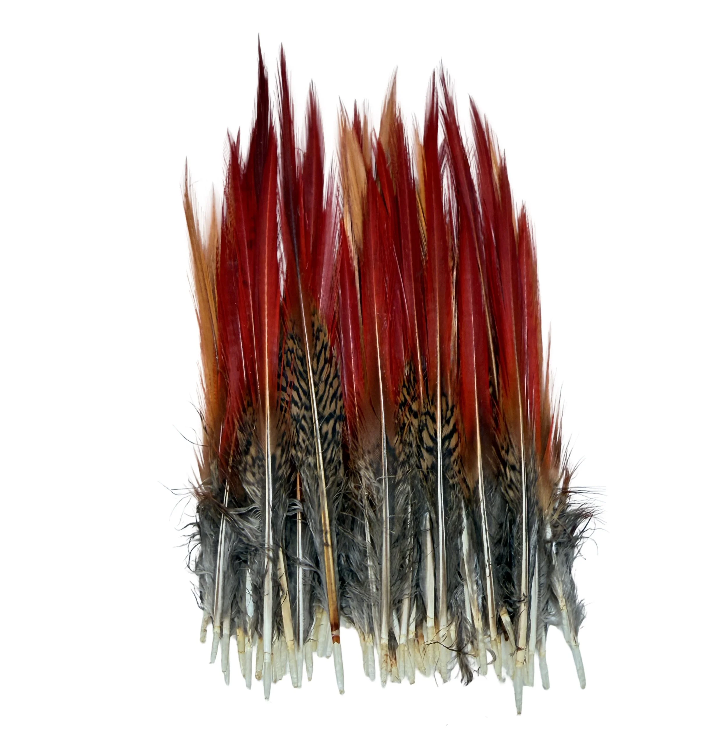 Golden Pheasant Red Tips 4-6" - per 50