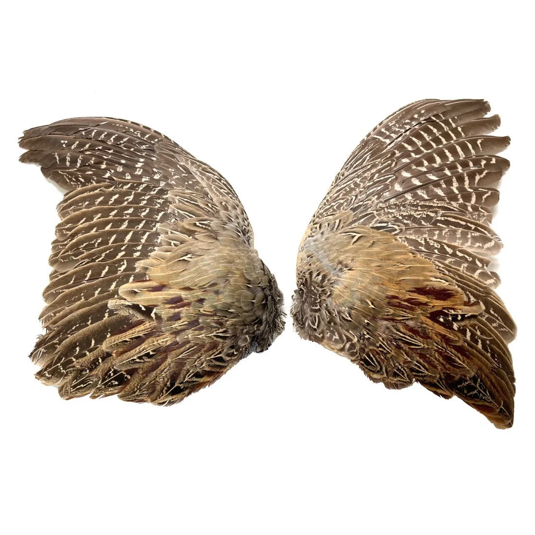 Ringneck Pheasant Wings, Spread, per pair