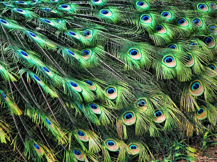 Natural Color Eyed Peacock Tail Feathers
