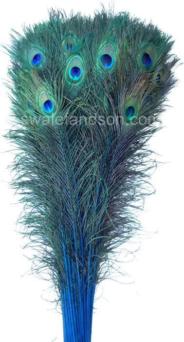 Dyed Peacock Tail Feathers