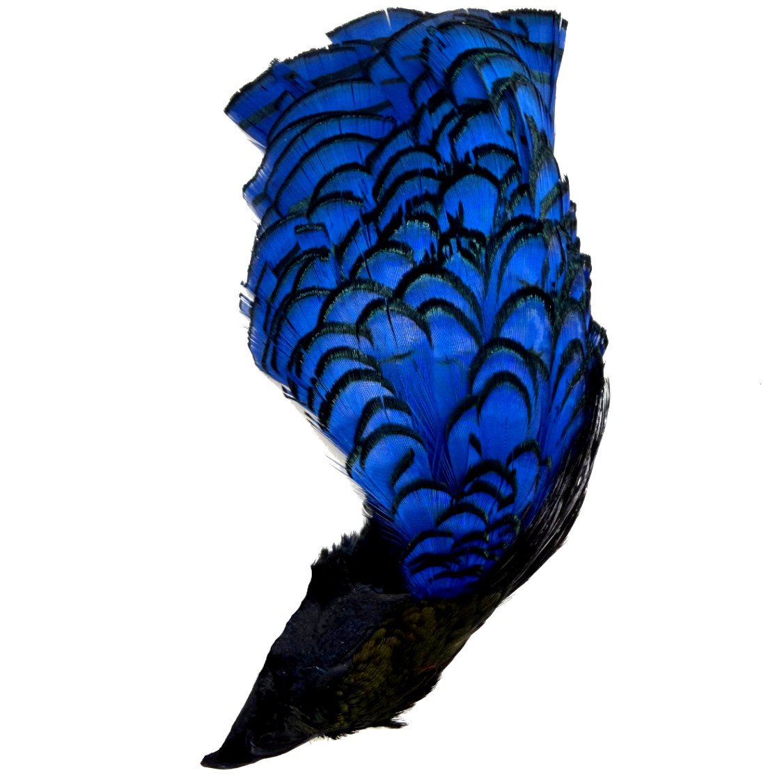 Lady Amherst Pheasant Crowns #1 Grade Dyed Royal Blue