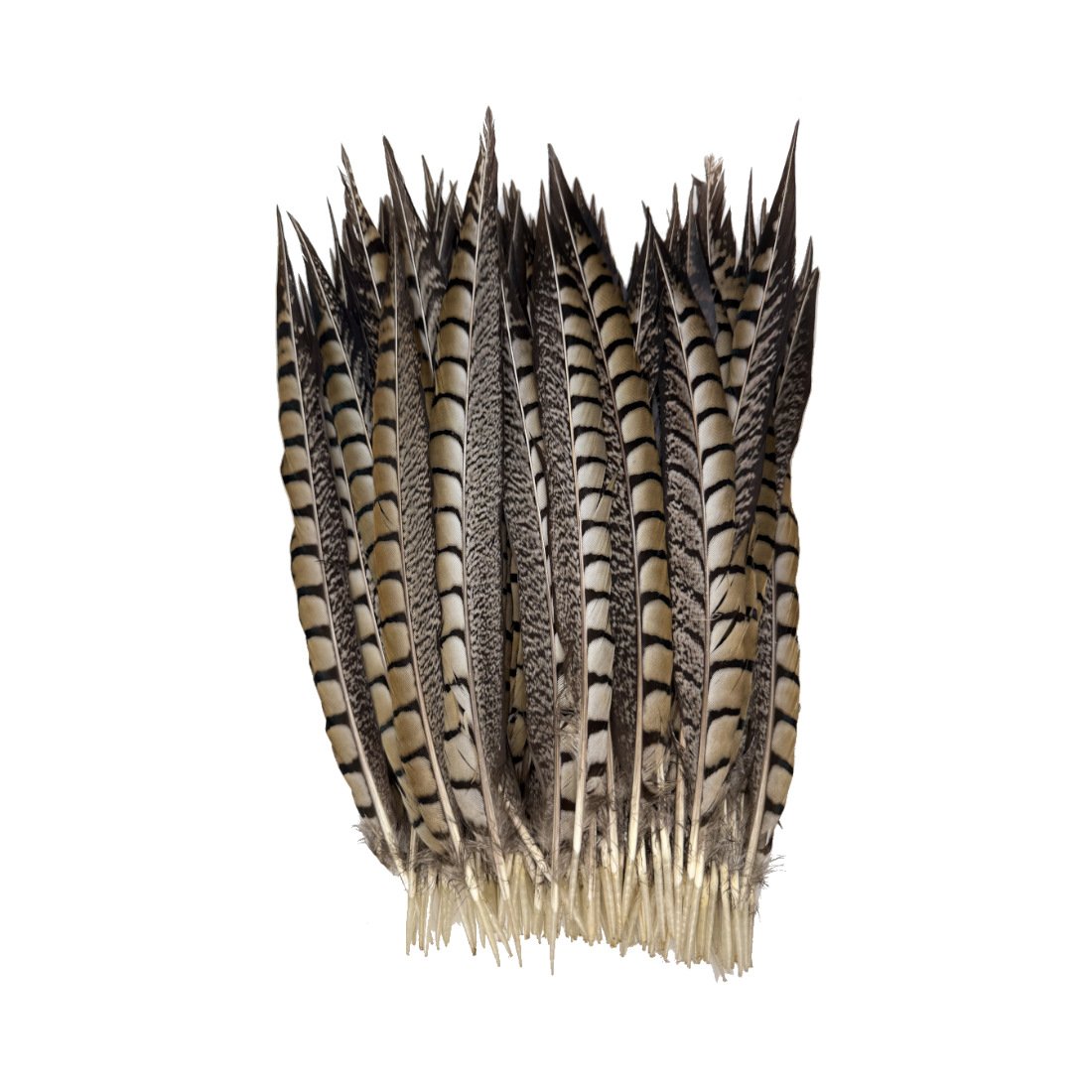 11-13" Lady Amherst Pheasant Tail Feathers