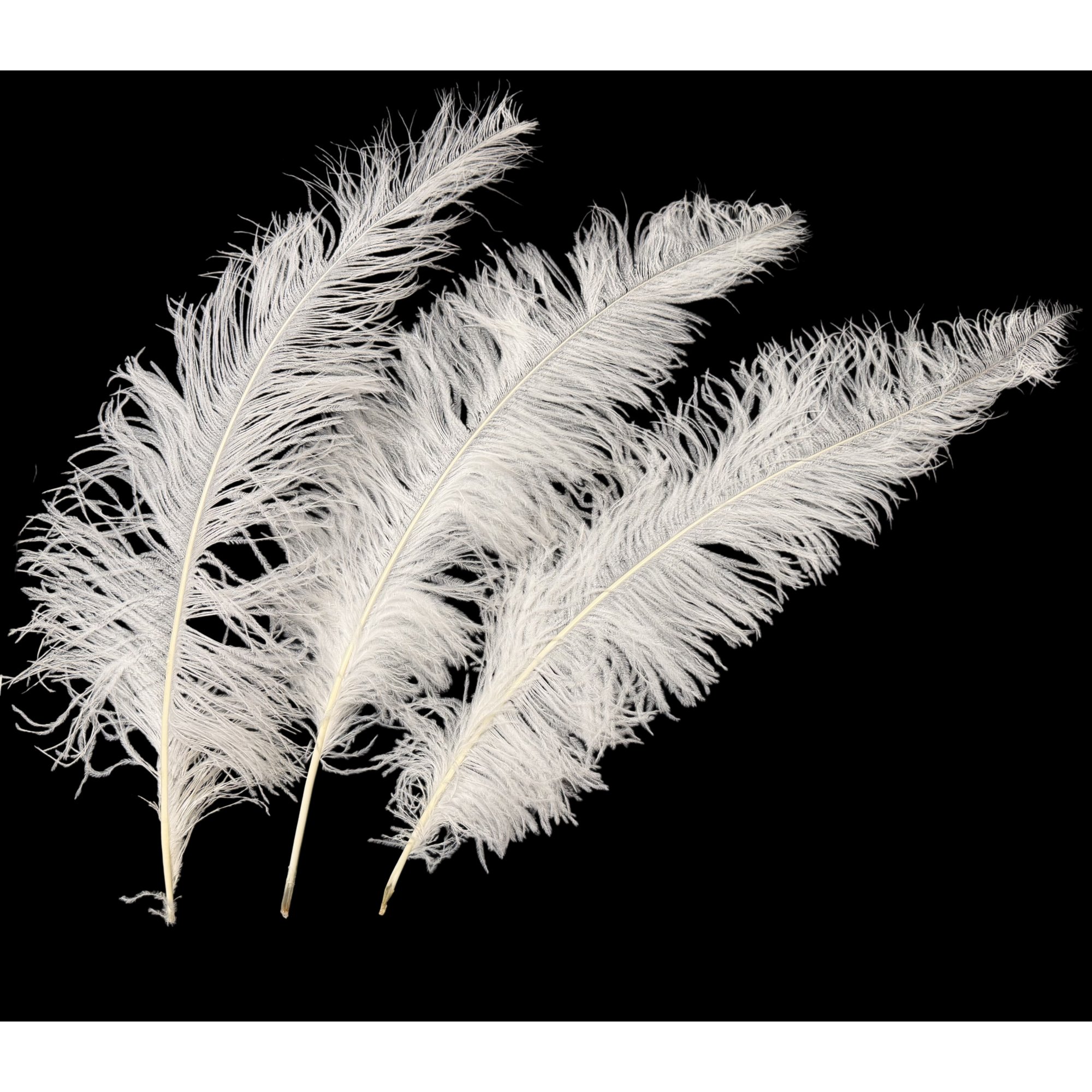 25-32" Ostrich Spads Bleached White