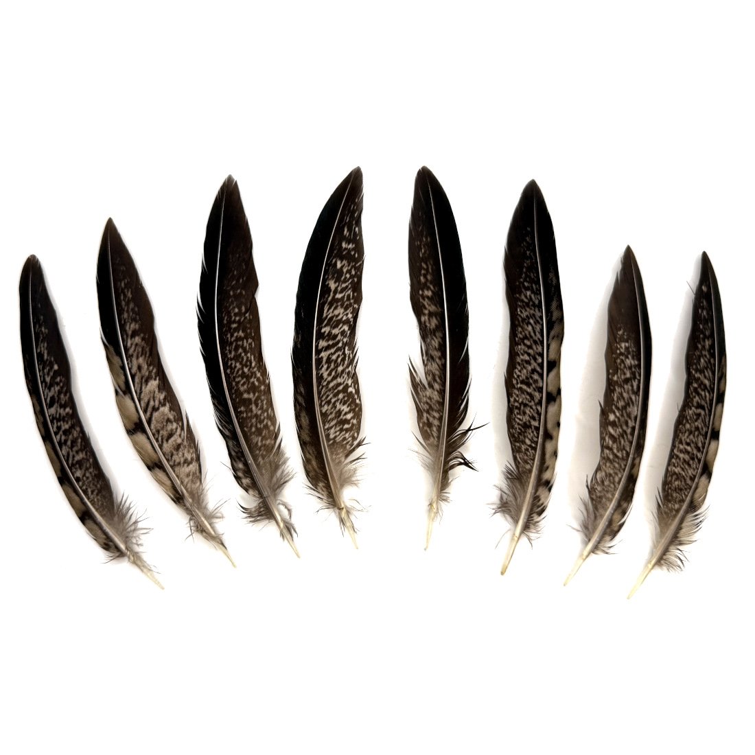 4-6" Lady Amherst Pheasant Tail Feathers