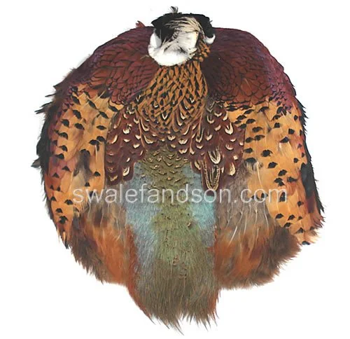 Ringneck Pheasant Pelts #1 Grade Natural