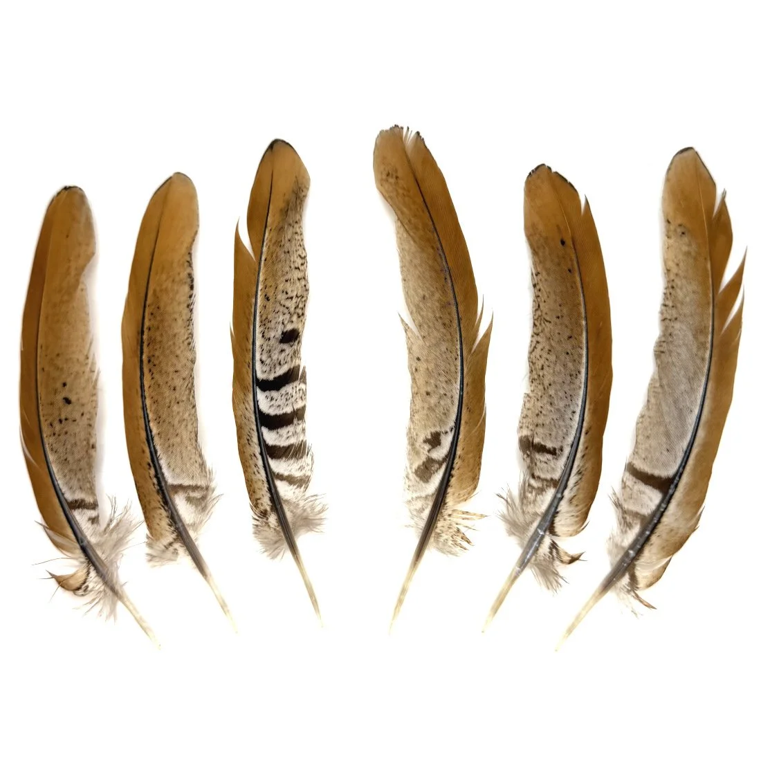 Reeves Pheasant Tail Feathers 4-6"