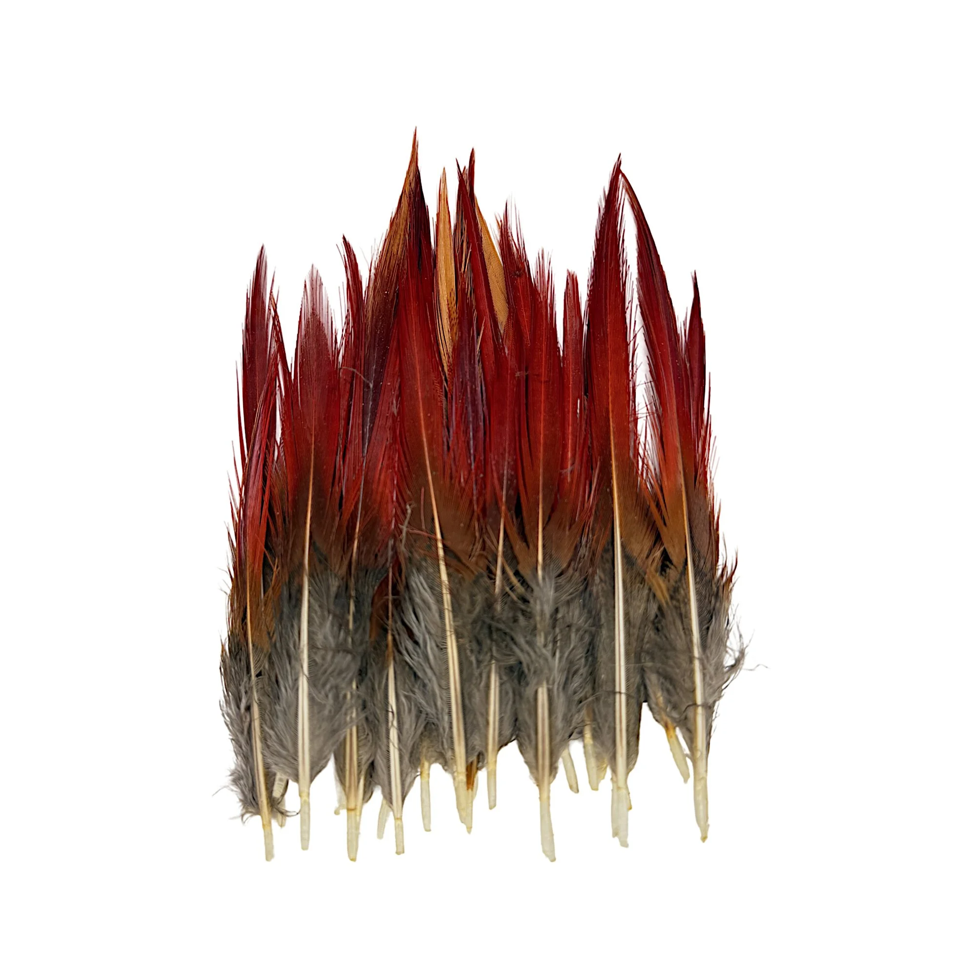 RT2a.jpg