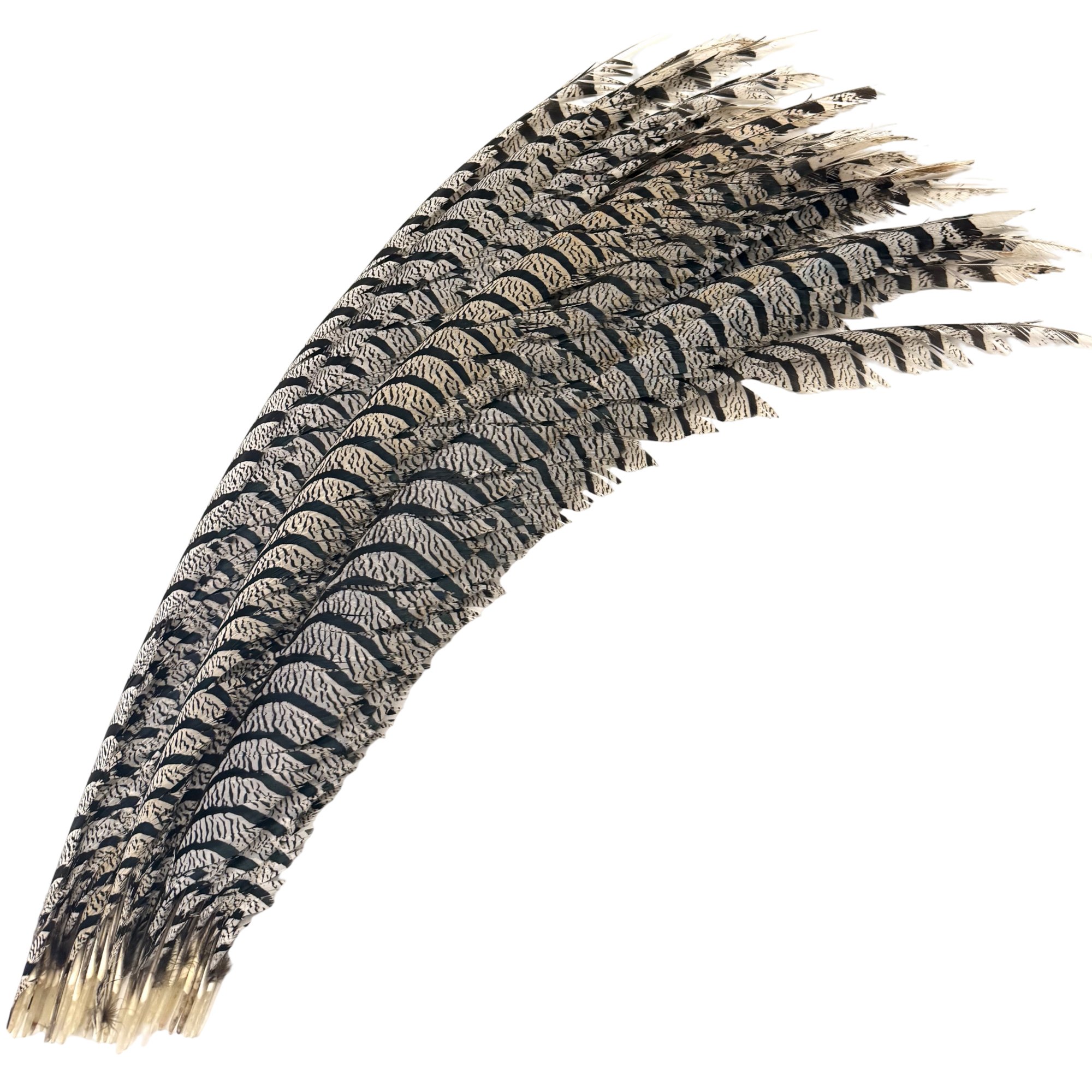 30-35" Lady Amherst Pheasant Tail Centers #1 Grade - each