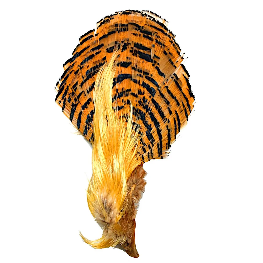 Complete Golden Pheasant Crowns