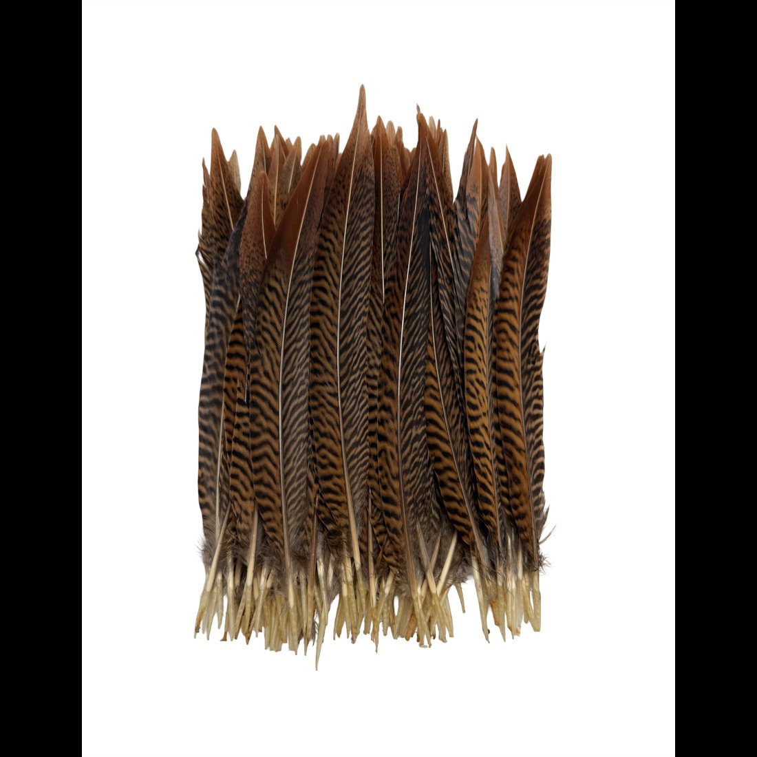Golden Pheasant Tail Feathers 8-10"
