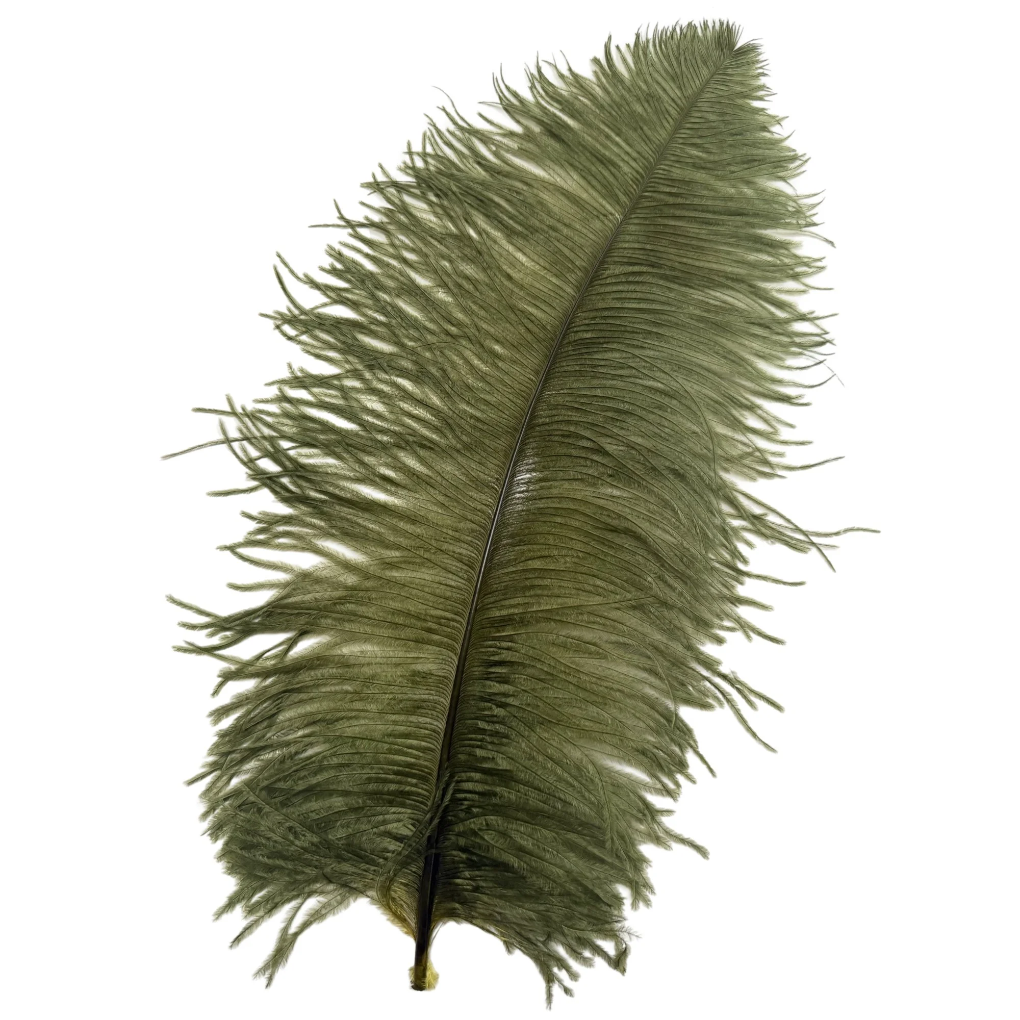 OW18olive.jpg