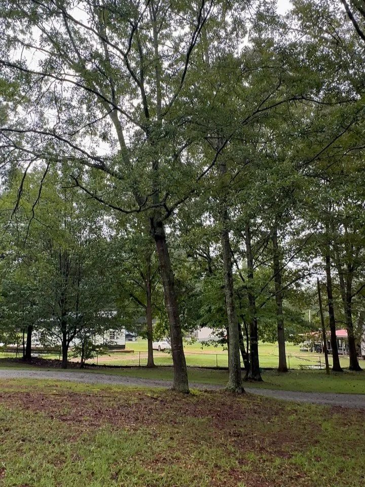 We didn&rsquo;t let the rain mess us up earlier this week we got in cut the trees and got out! #topnotchcutstrees.com #tnctreeservice #templega #westga #treetrimming #treeremoval