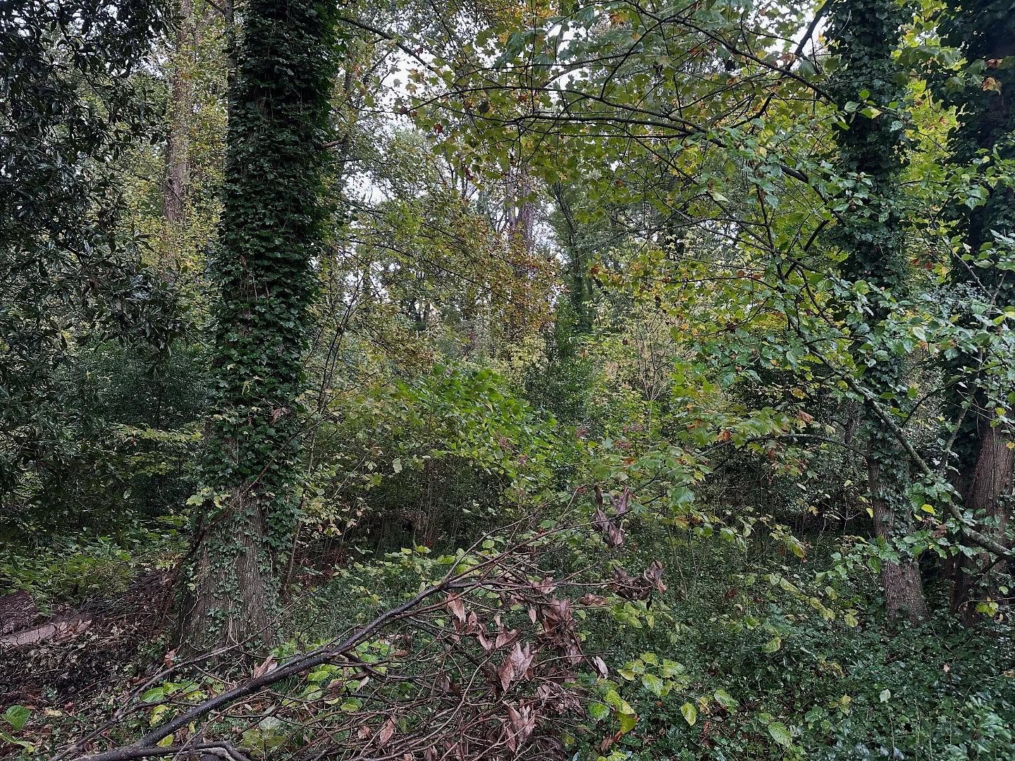 A clearing project we teamed up with @craigclearing to get finished up recently. Two over grown properties in Marietta, we came in and cleared all tree debris and brush cut on the first project then bamboo removal on the next with several trees remov