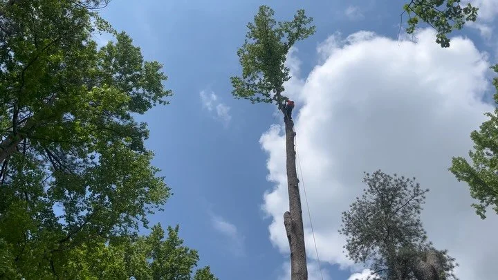 From 130&rsquo; tall all the way down to the ground moved 45 miles here to town and then milled into some beautiful 18&rdquo; boards! It&rsquo;s so awesome to be able to mill logs this size on our @petersonsawmills and give these trees another chance
