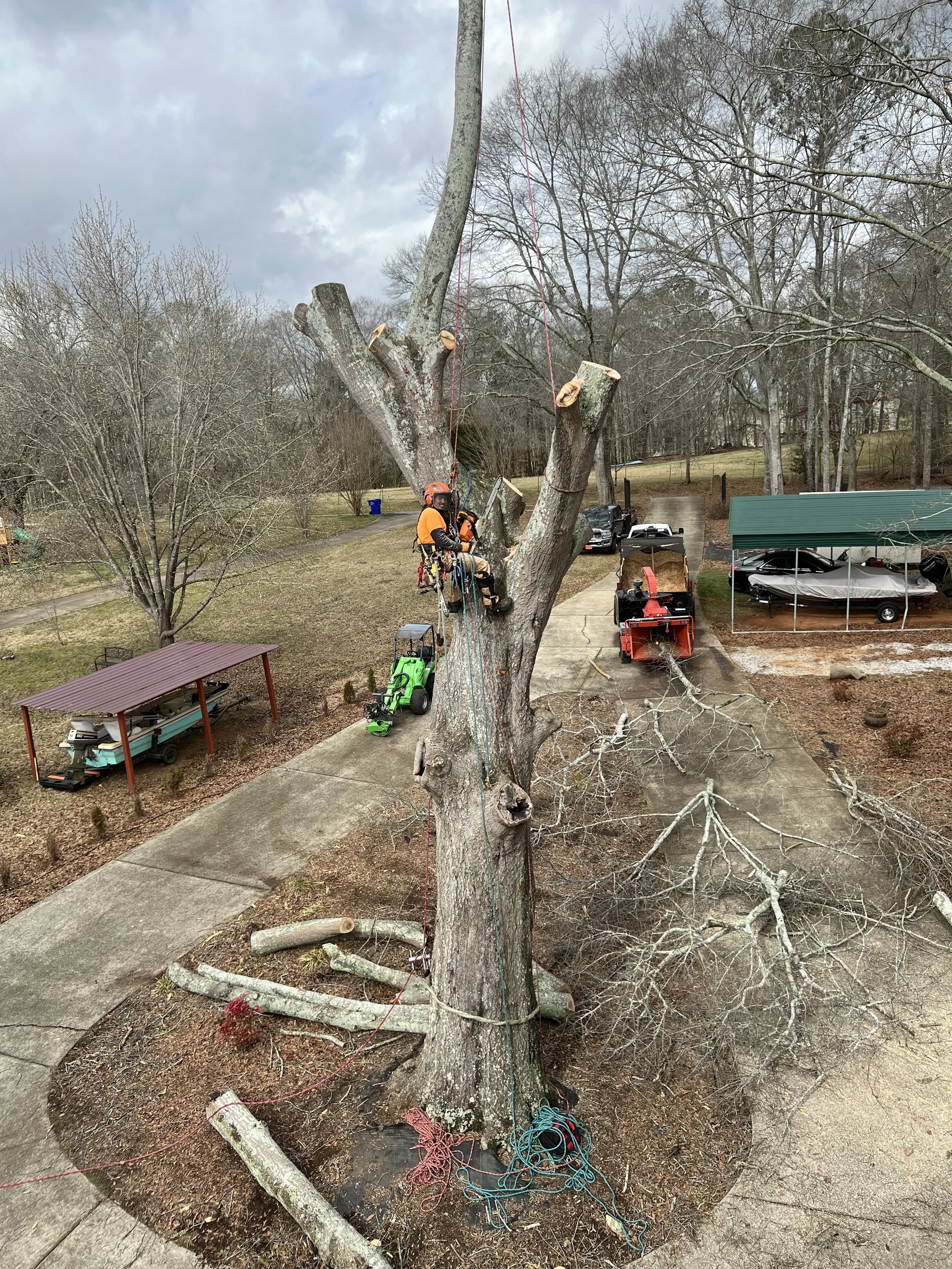Tree Removal Metro Atlanta. Climber is safely removing a tree near some homes.