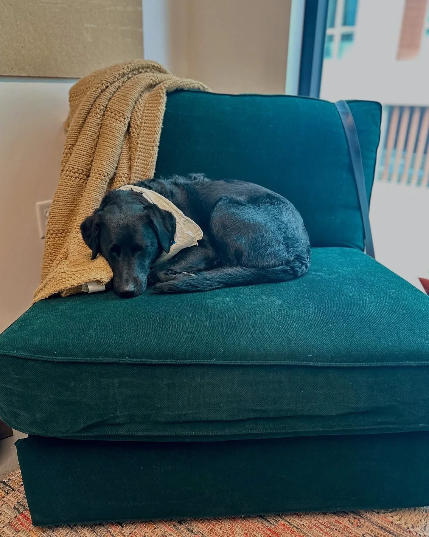 Java says she is the therapist today. 
Please tell her all your secrets. 🫶🏻🤗 🪩