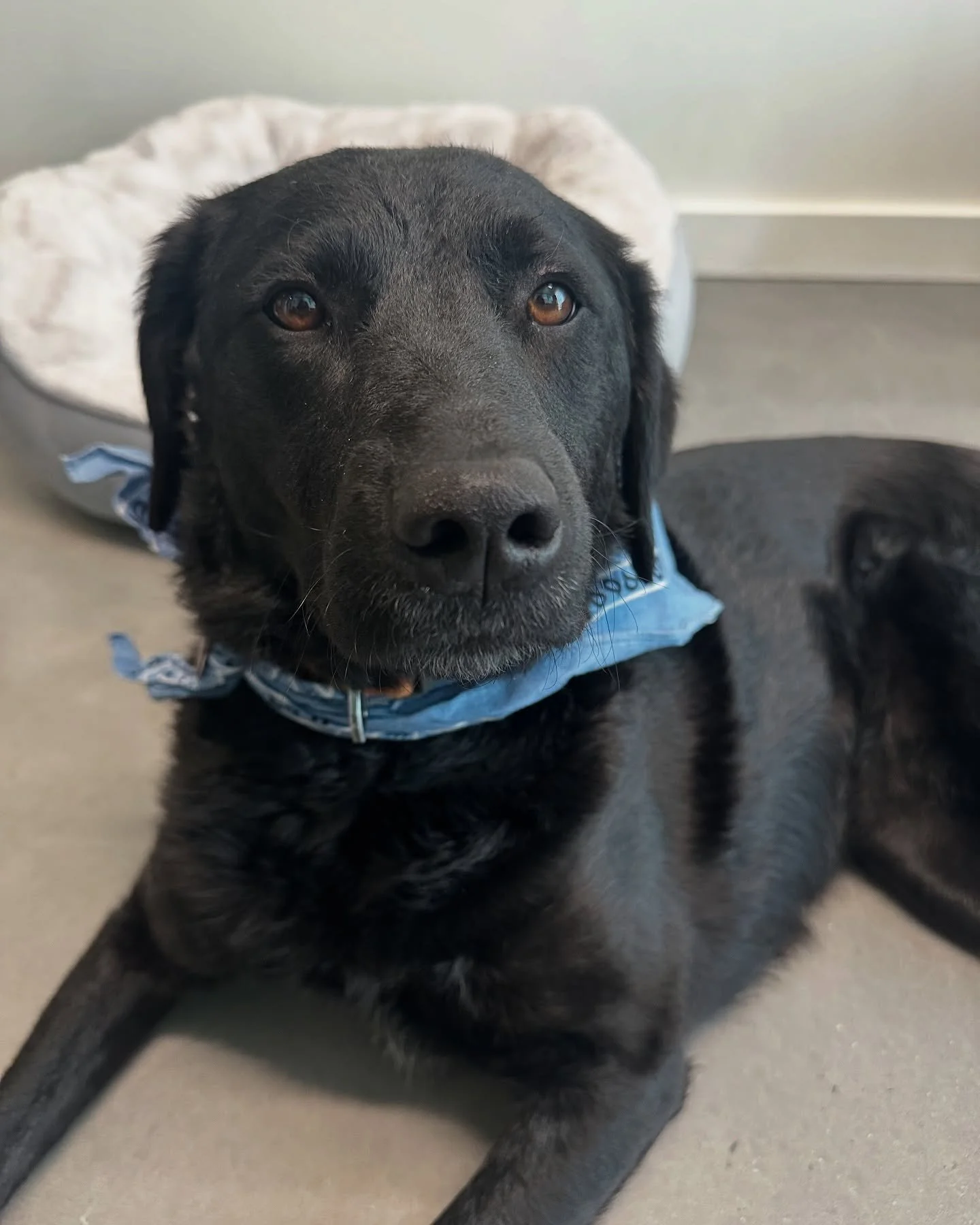 High Desert Healing is open for business! 
🪩🫶🏻🏜️

#mentalhealth #therapy #therapydogs #therapydogsofinstagram #socialwork #psychotherapist