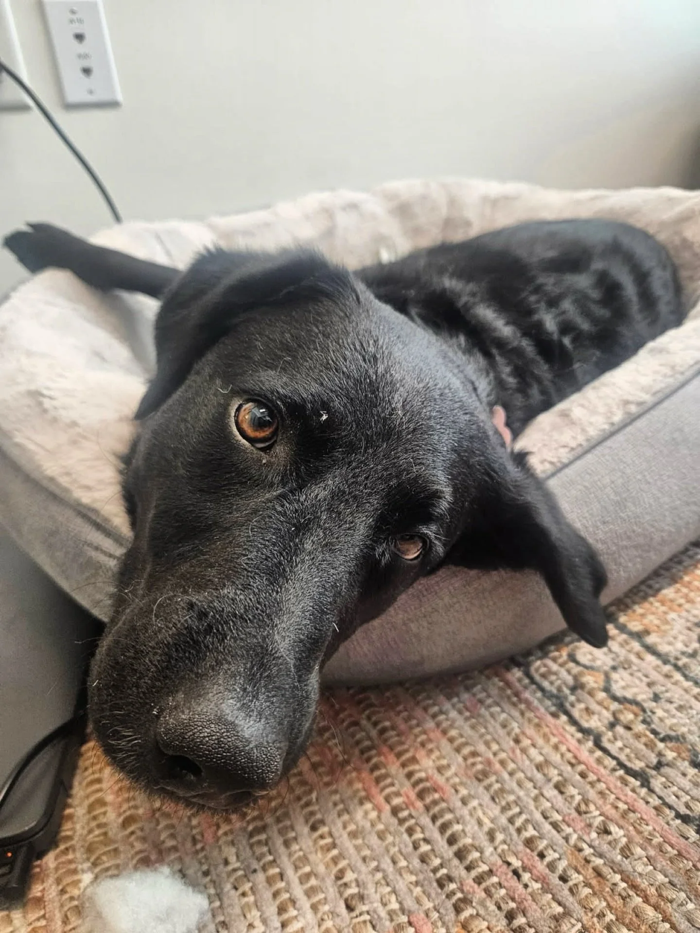 POV: You&rsquo;re trauma dumping on my mom&rsquo;s couch, ugly crying, and catch a glimpse of my puppy eyes. You take a breath and remember things are probably going to be okay. ❤️

S/O to everyone who went to their therapy appointment today!

#thera