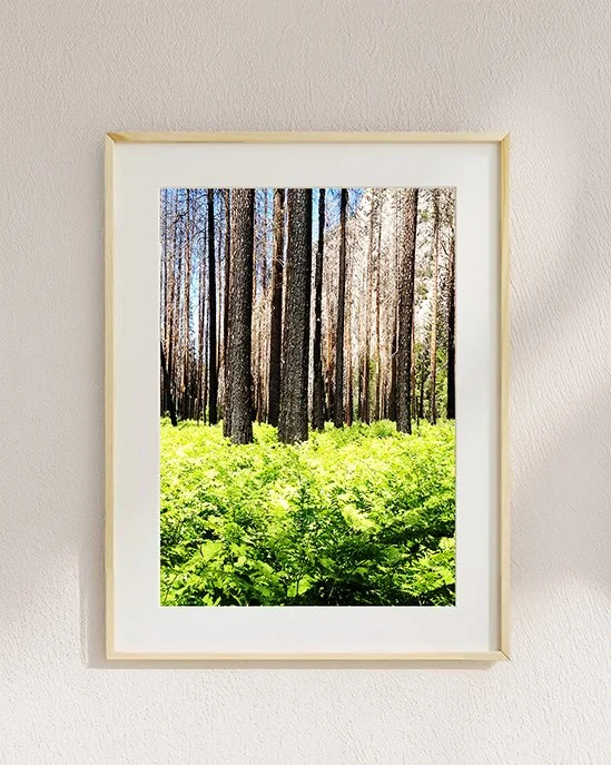 Yosemite Springing