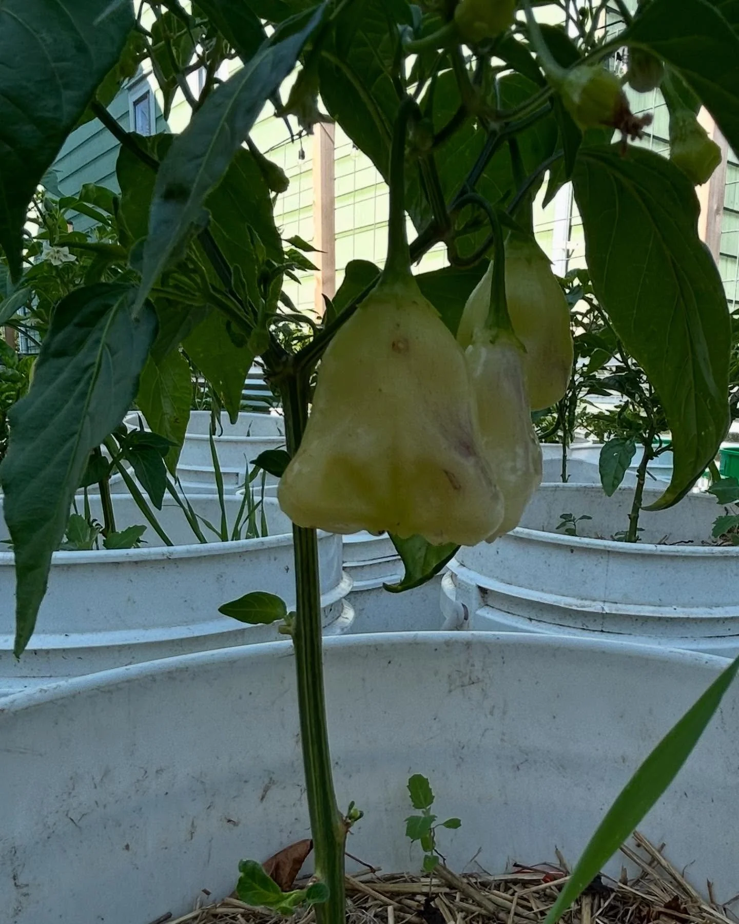 Starting to get some white UFO, white ghost, and Fresno chilis. I cannot begin to explain how giddy I was when I found d Fresno peppers this spring. I&rsquo;ve been wanting to work with fresh Fresno peppers for years, and finally will be able to!! So