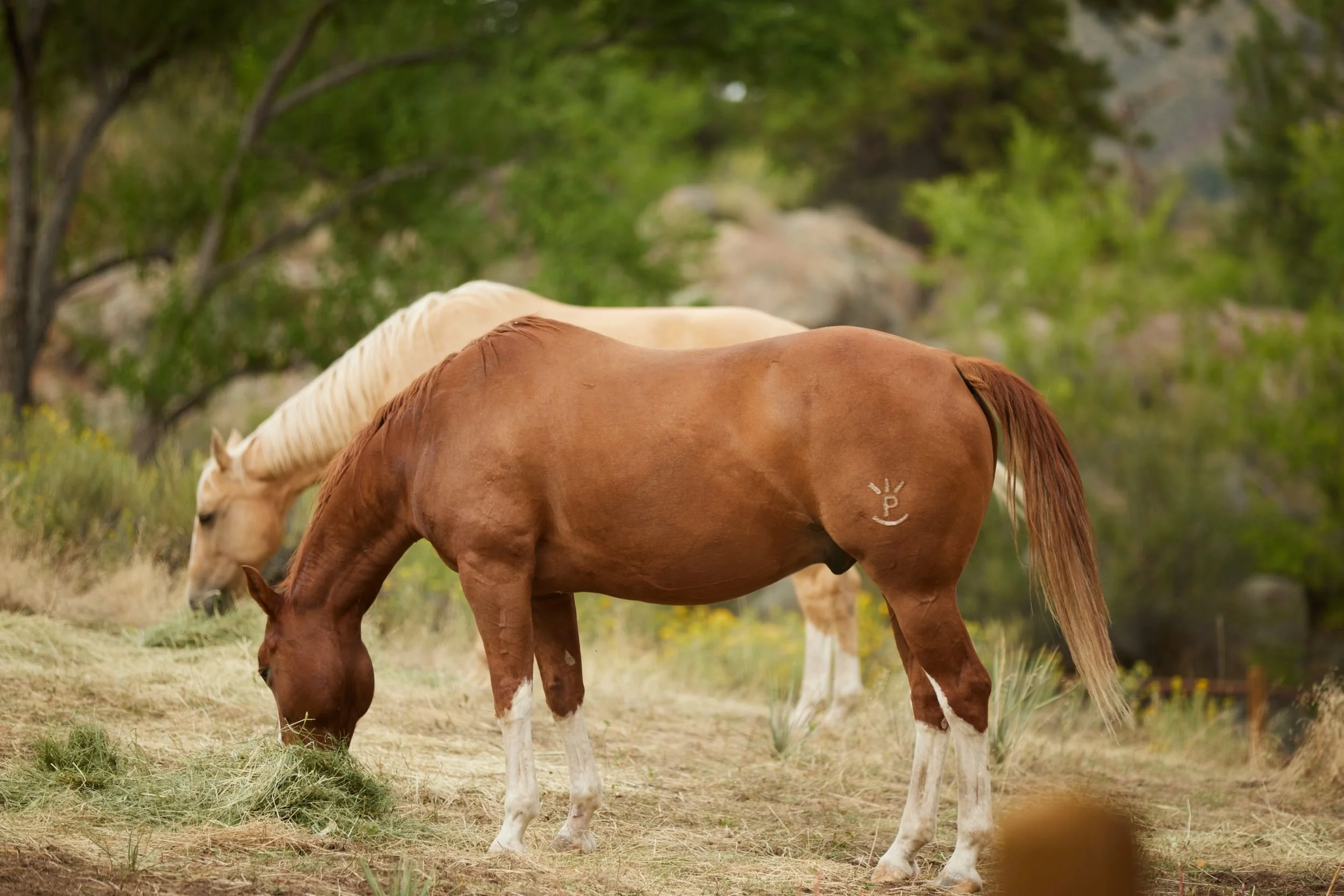 processed_SarahHollinsheadRanch_CJ_174.jpeg