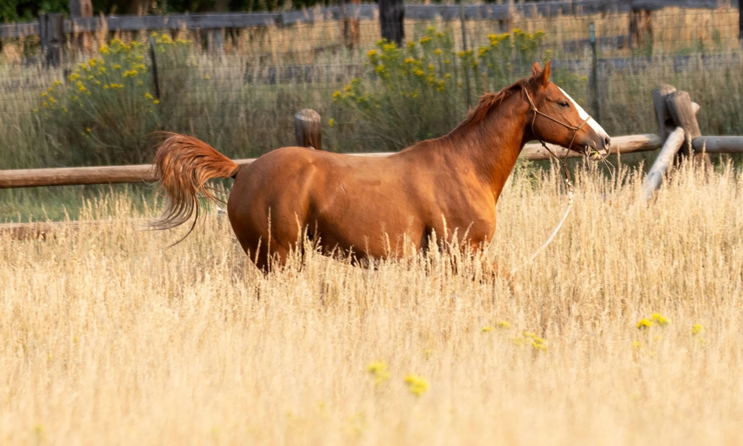 processed_SarahHollinsheadRanch_CJ_349.jpeg