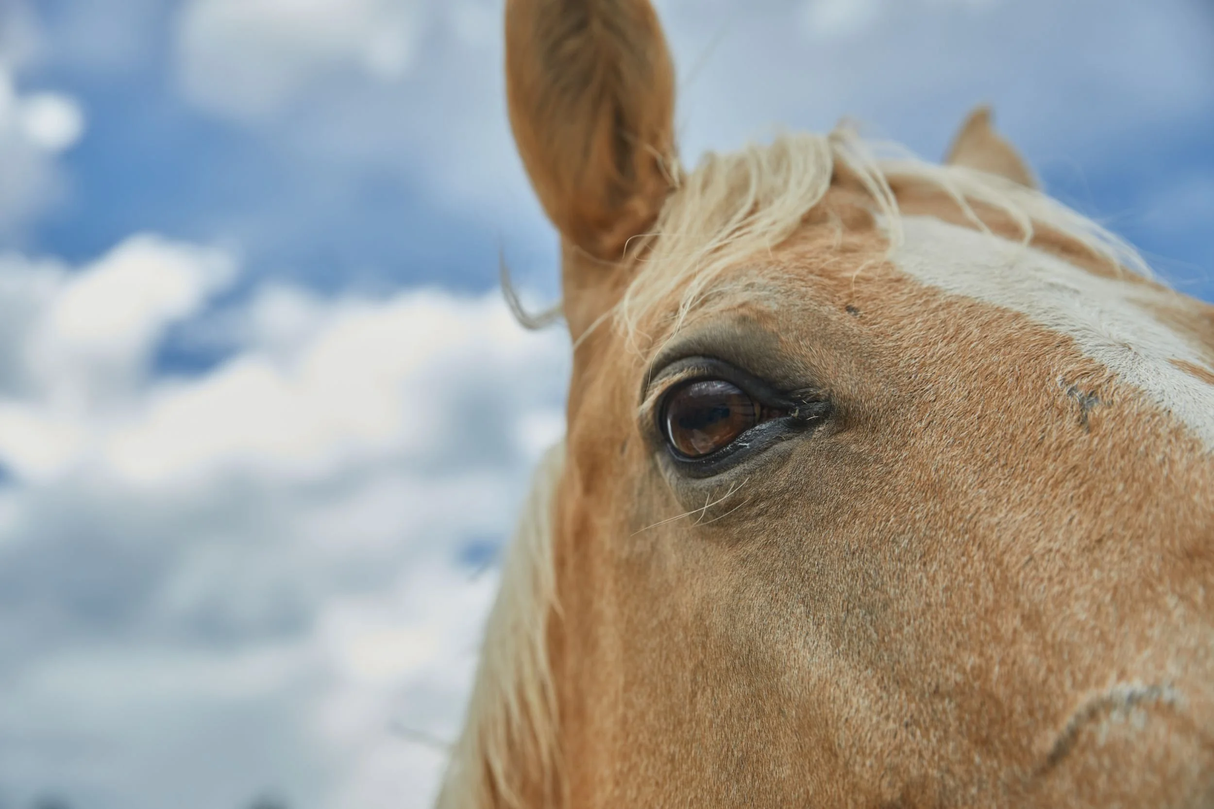 processed_SarahHollinsheadRanch_CJ_881.jpeg